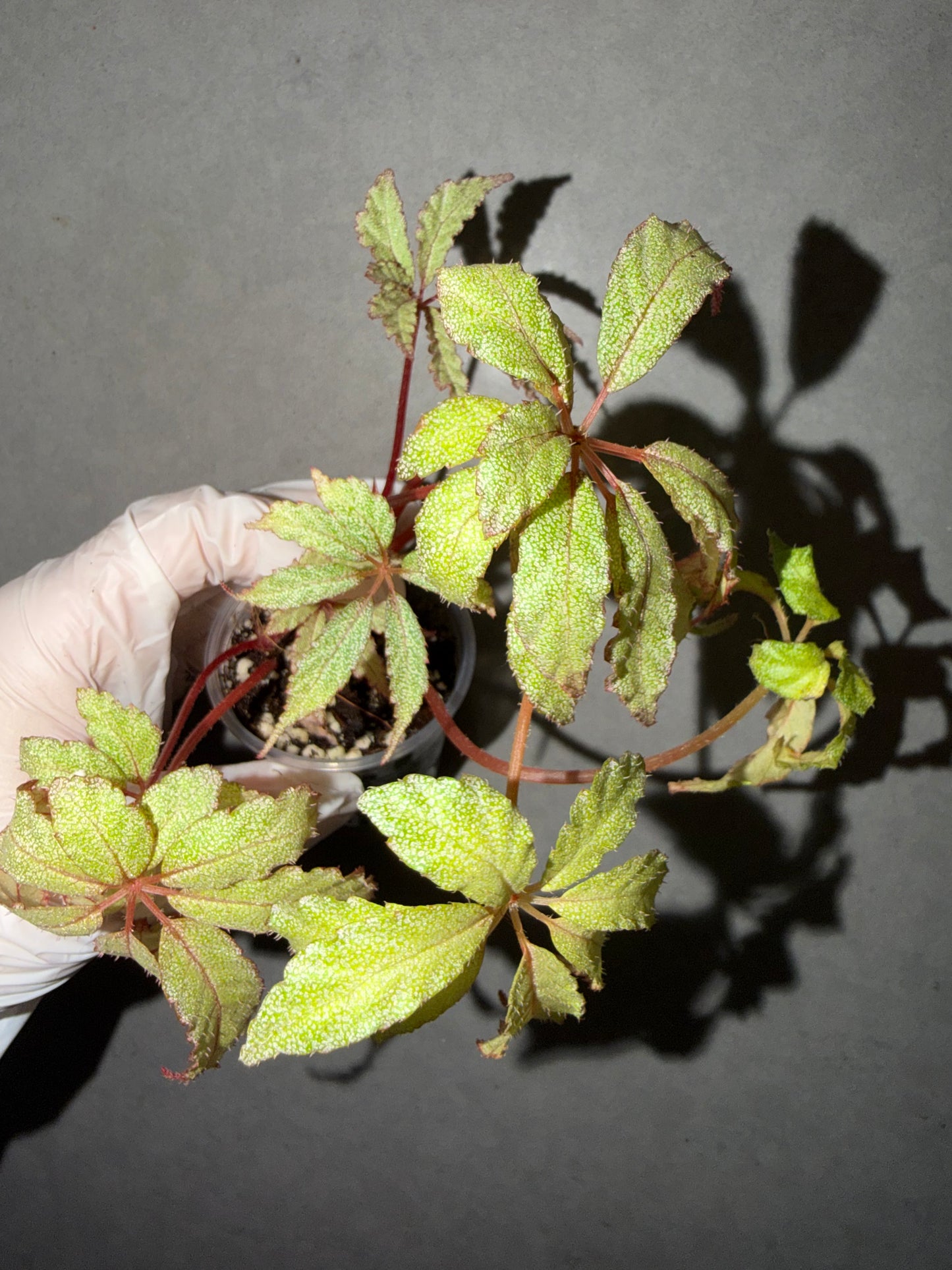 ✨ Begonia ‘Star Frost’ ✨