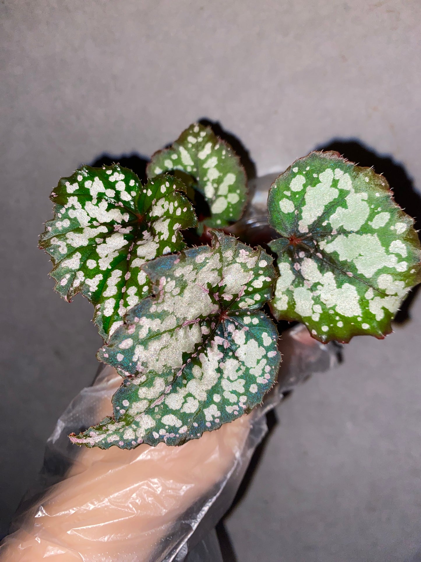 Begonia 'Robert Golden'