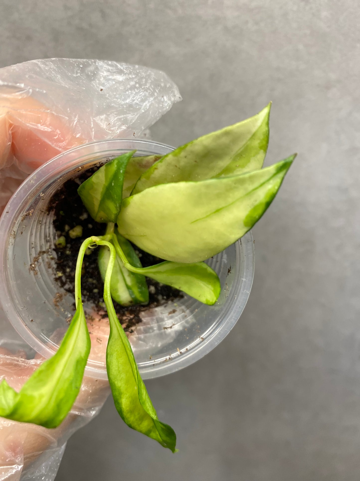 🌿 Hoya walliana variegated