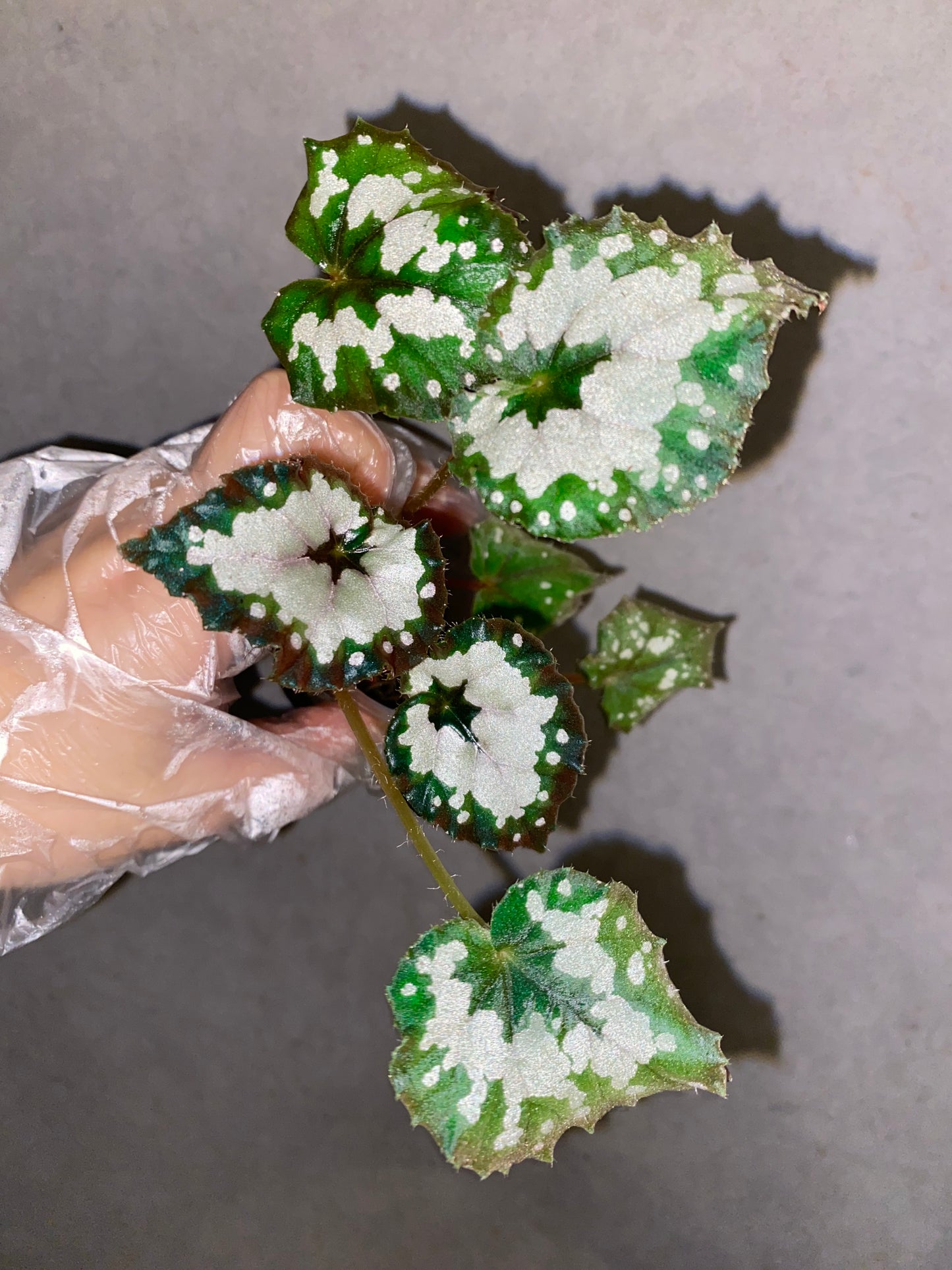 ๐ฟ Begonia 'Dolce Vita'