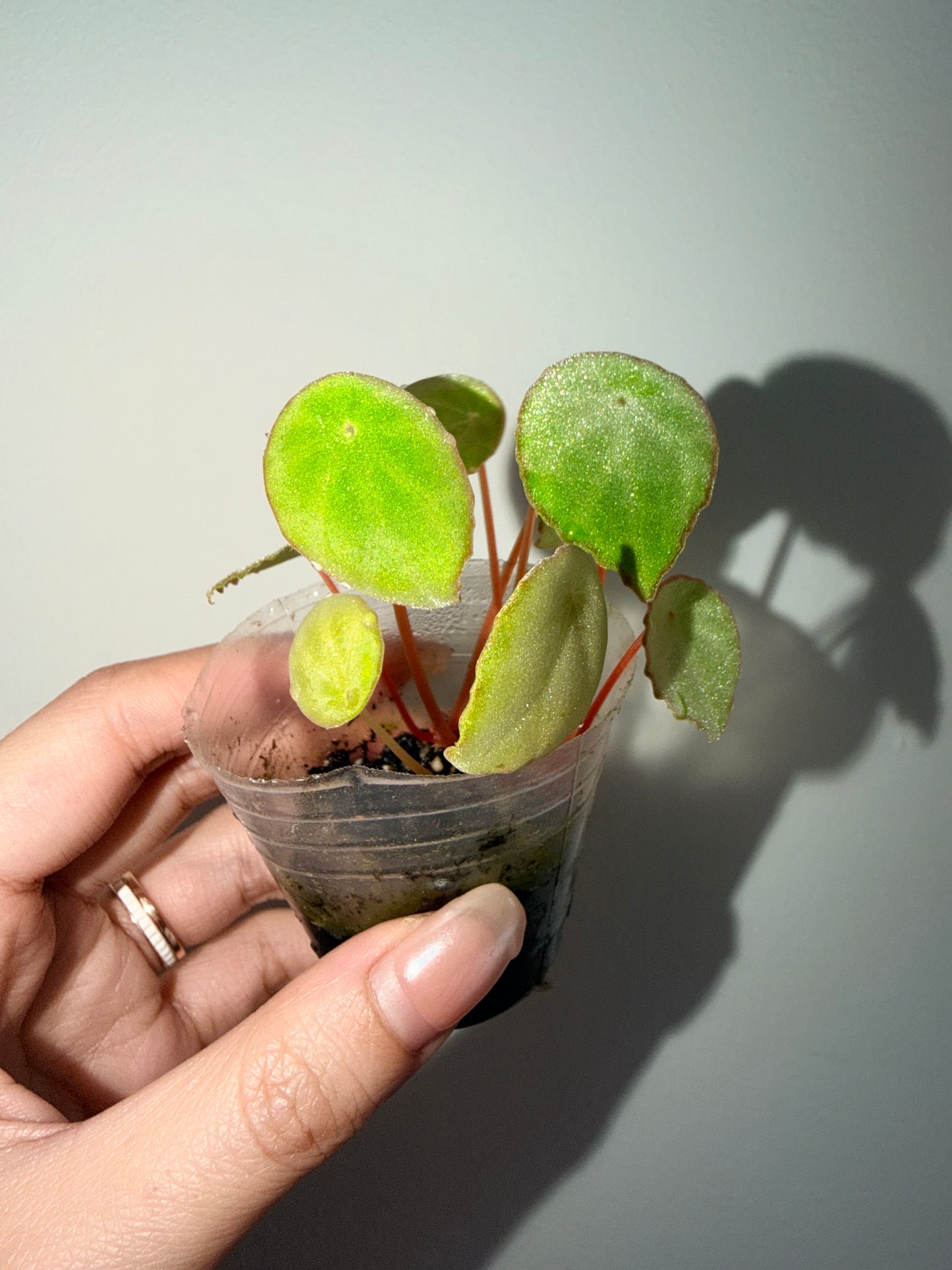 Begonia scapigera