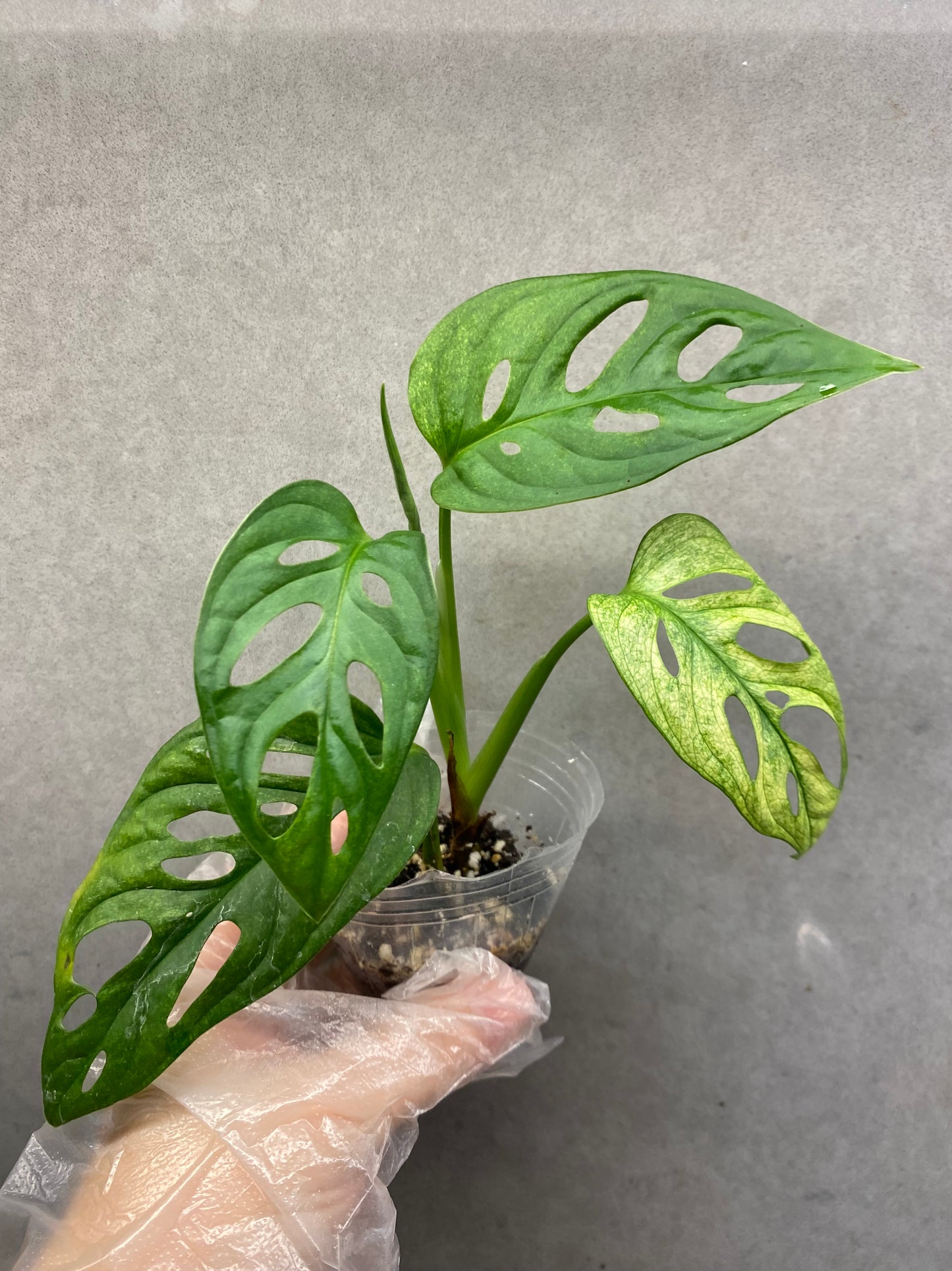 🌿 Monstera Adansonii 'White Monster'