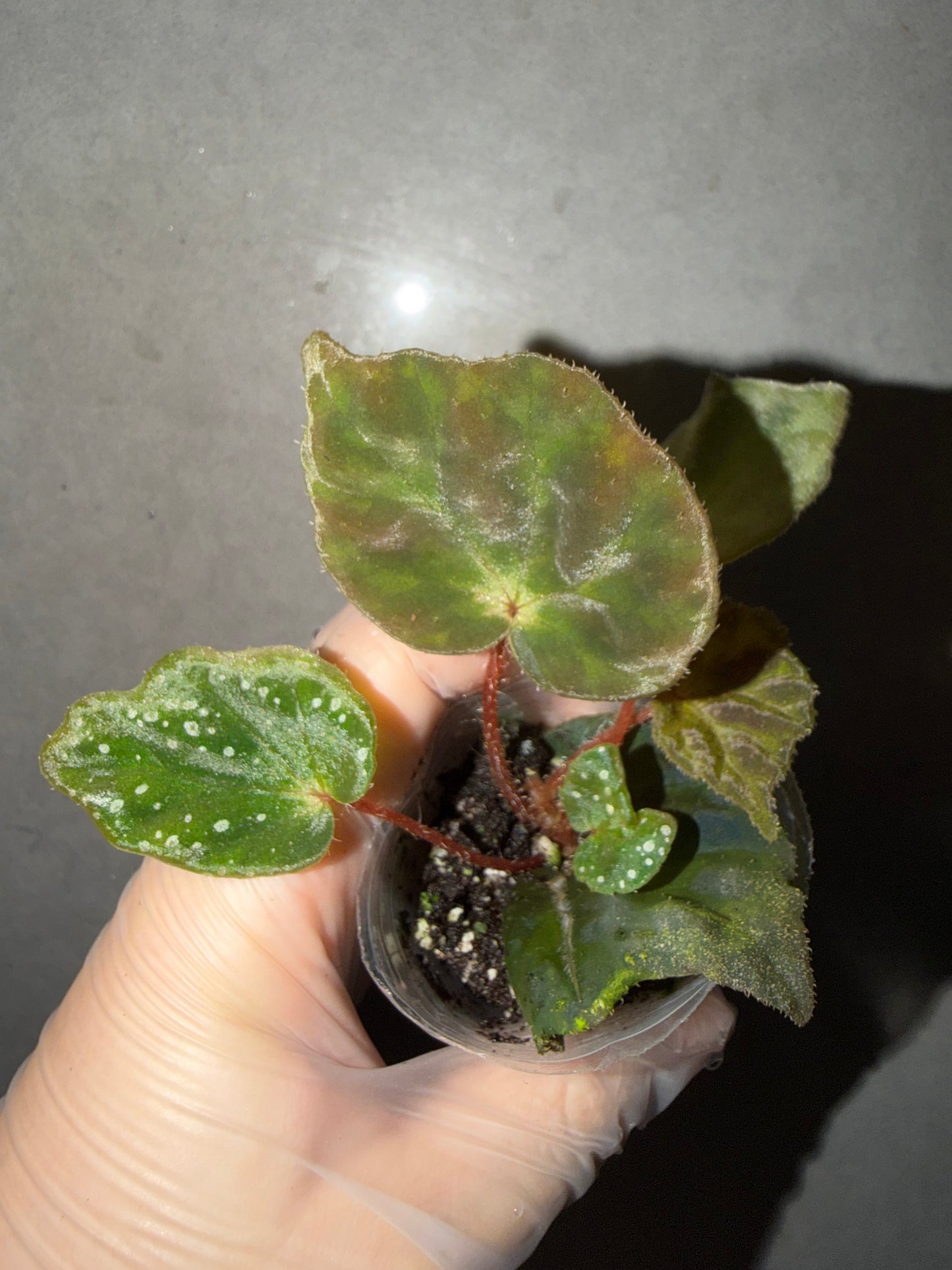🌿Begonia luzhaiensis