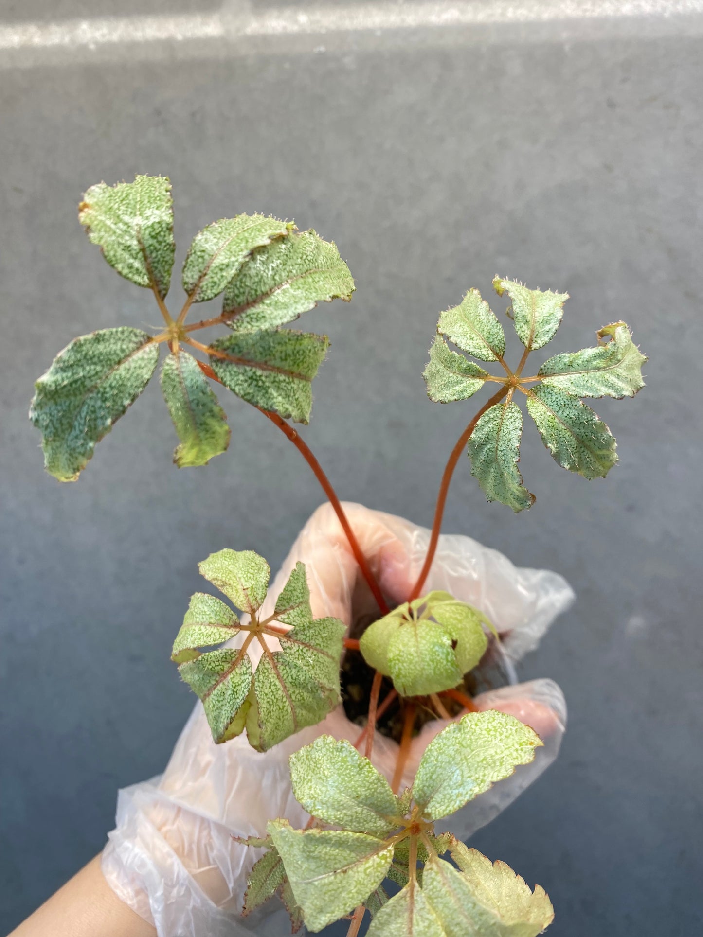 Begonia ‘Star Frost