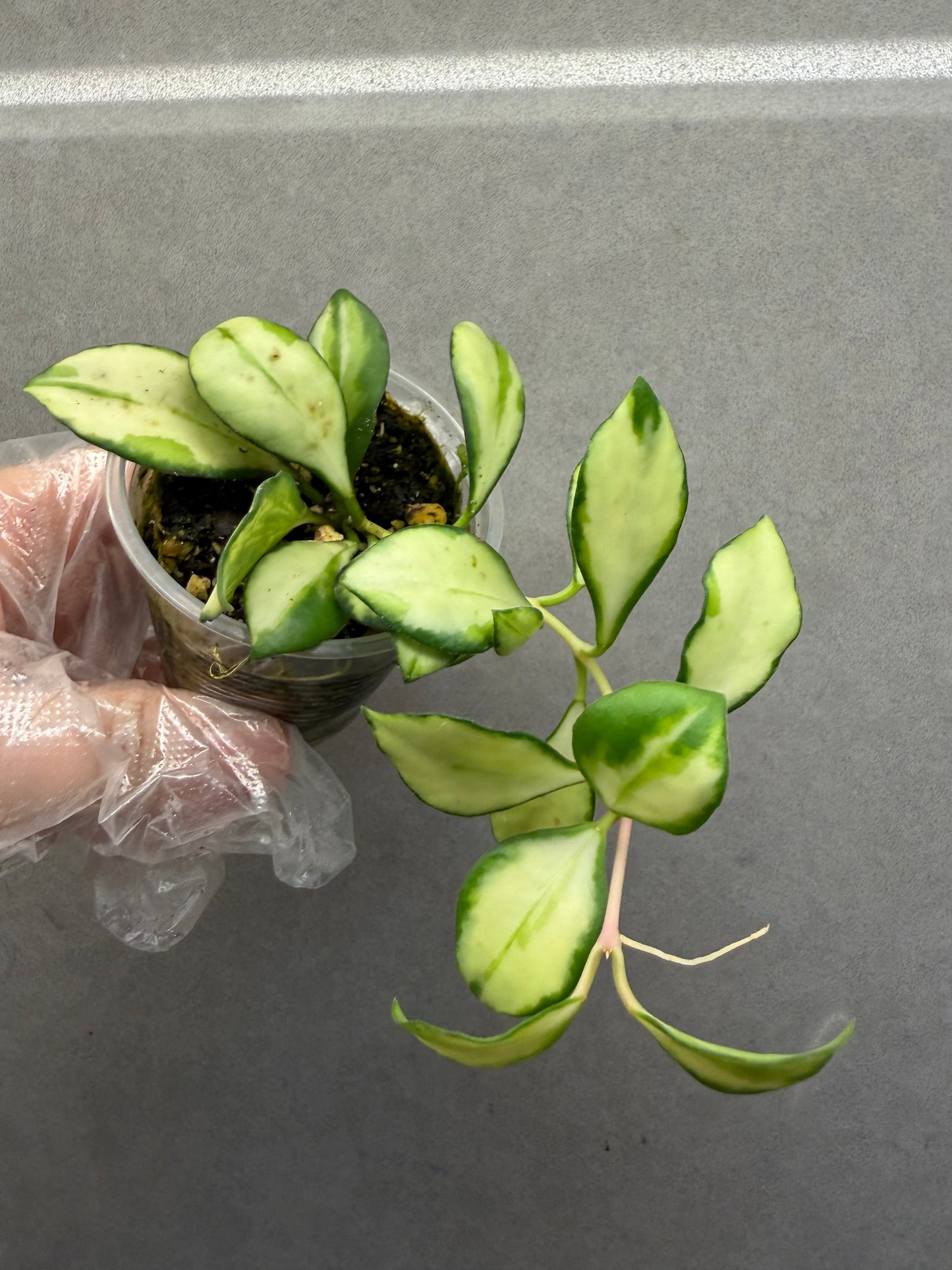 🌿Hoya Heuschkeliana