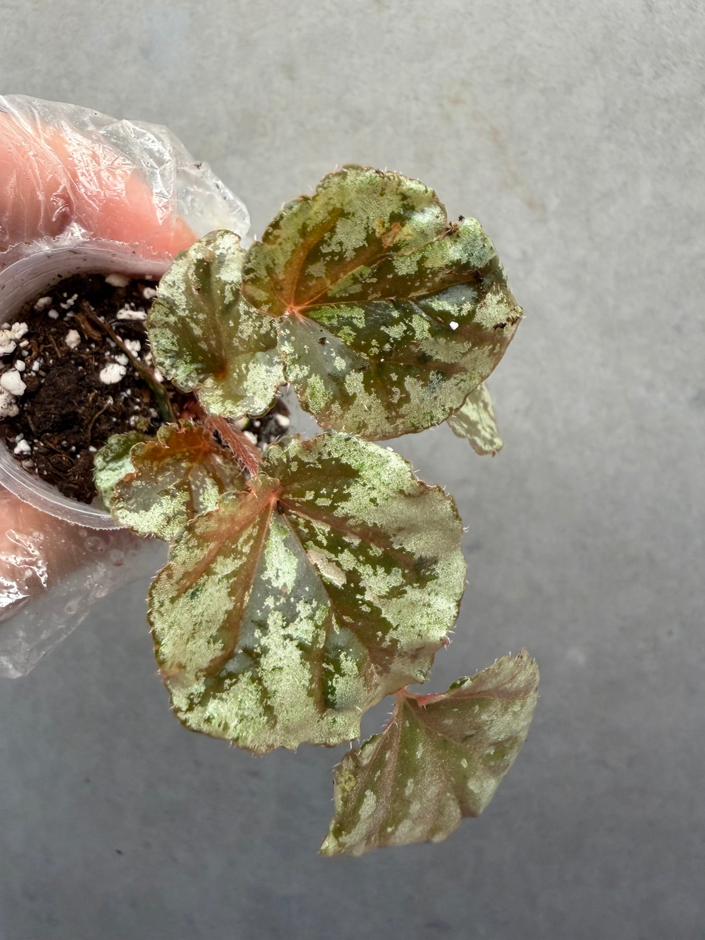 🍫Begonia ‘Chocolate Milk’