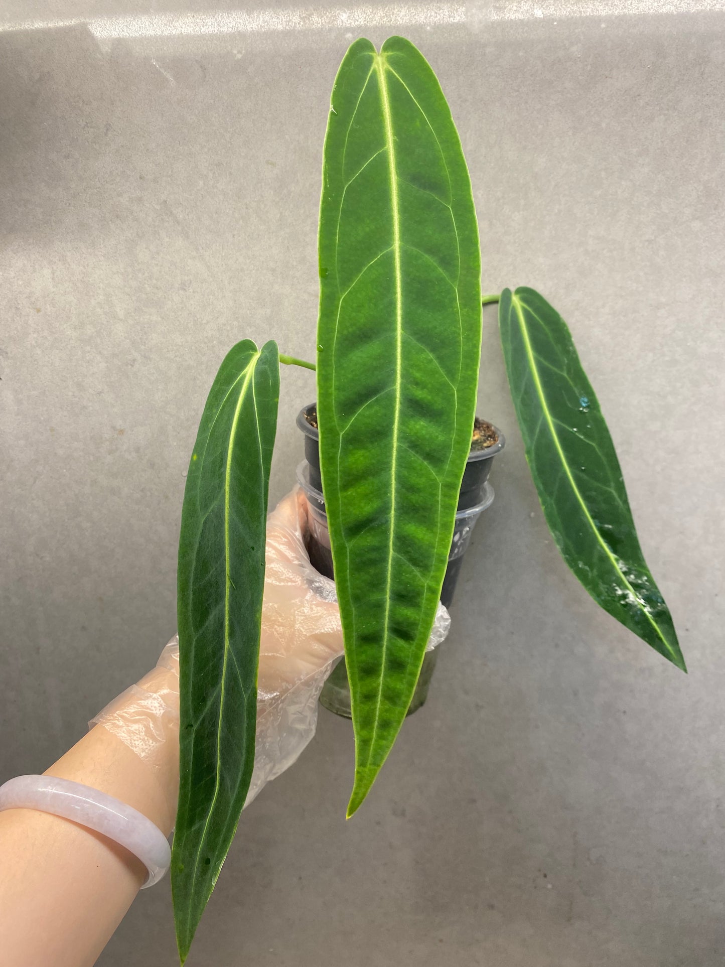 🌿 Anthurium warocqueanum