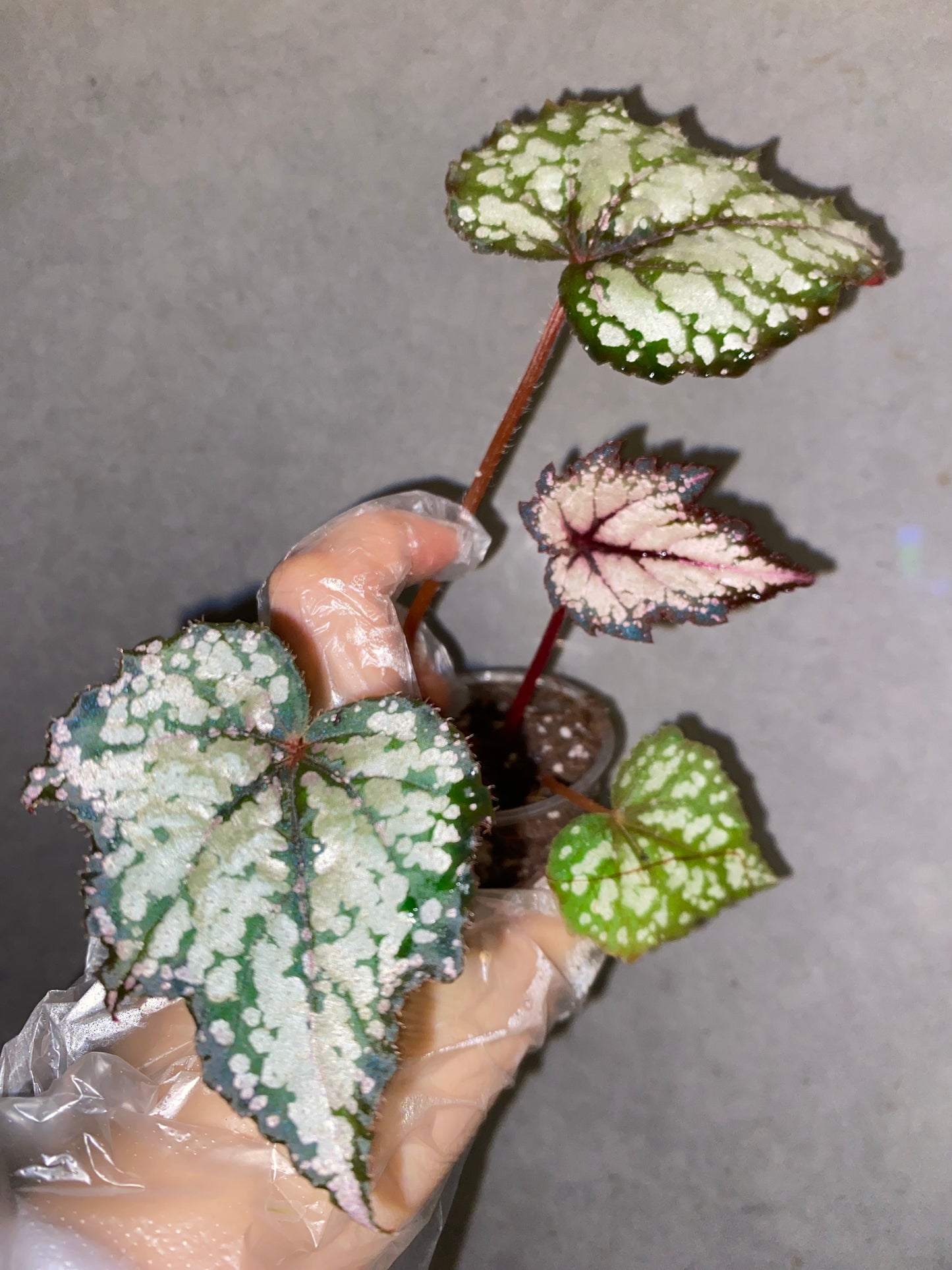 ๐ฟ Begonia 'Robert Golden'