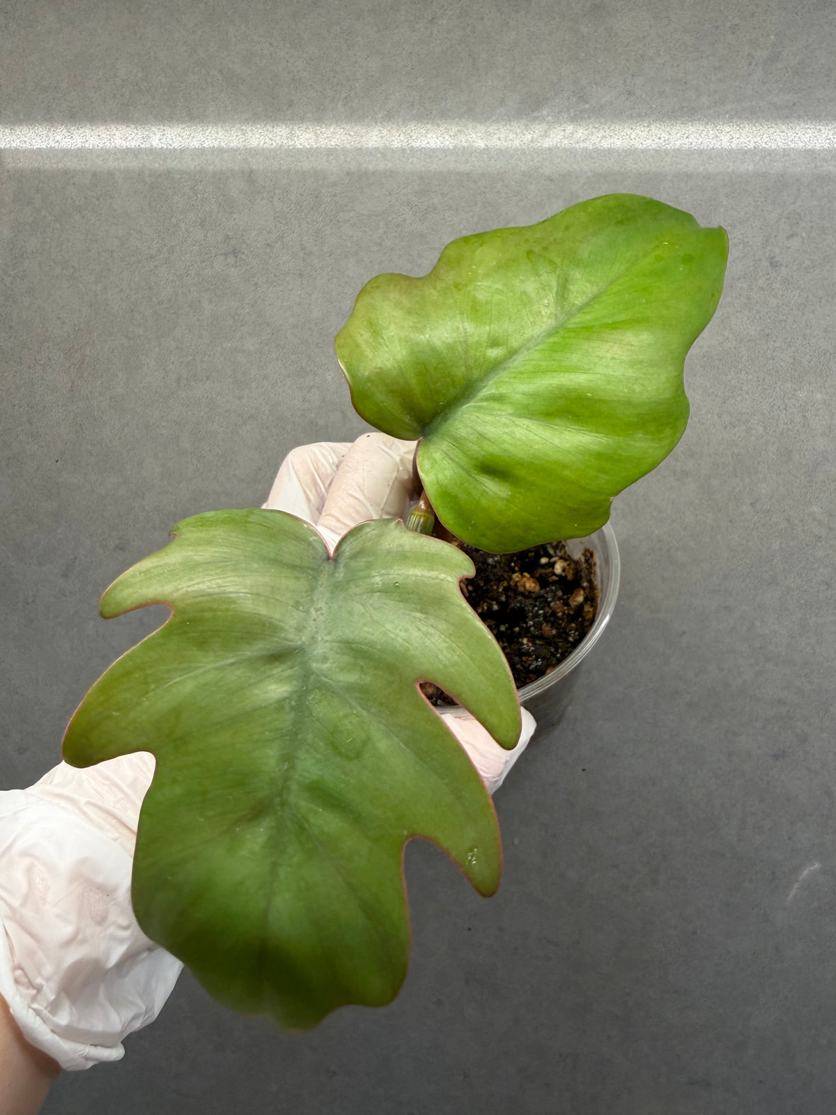 🌿Philodendron mayoi