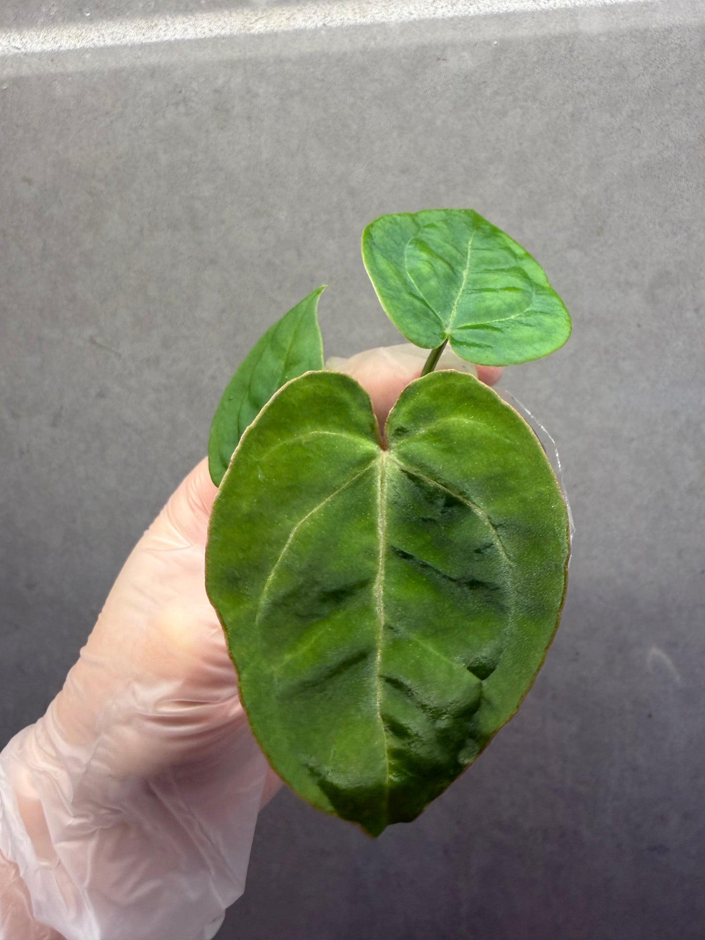 🌿 Anthurium SKG Crystallinum x Anthurium Bvep