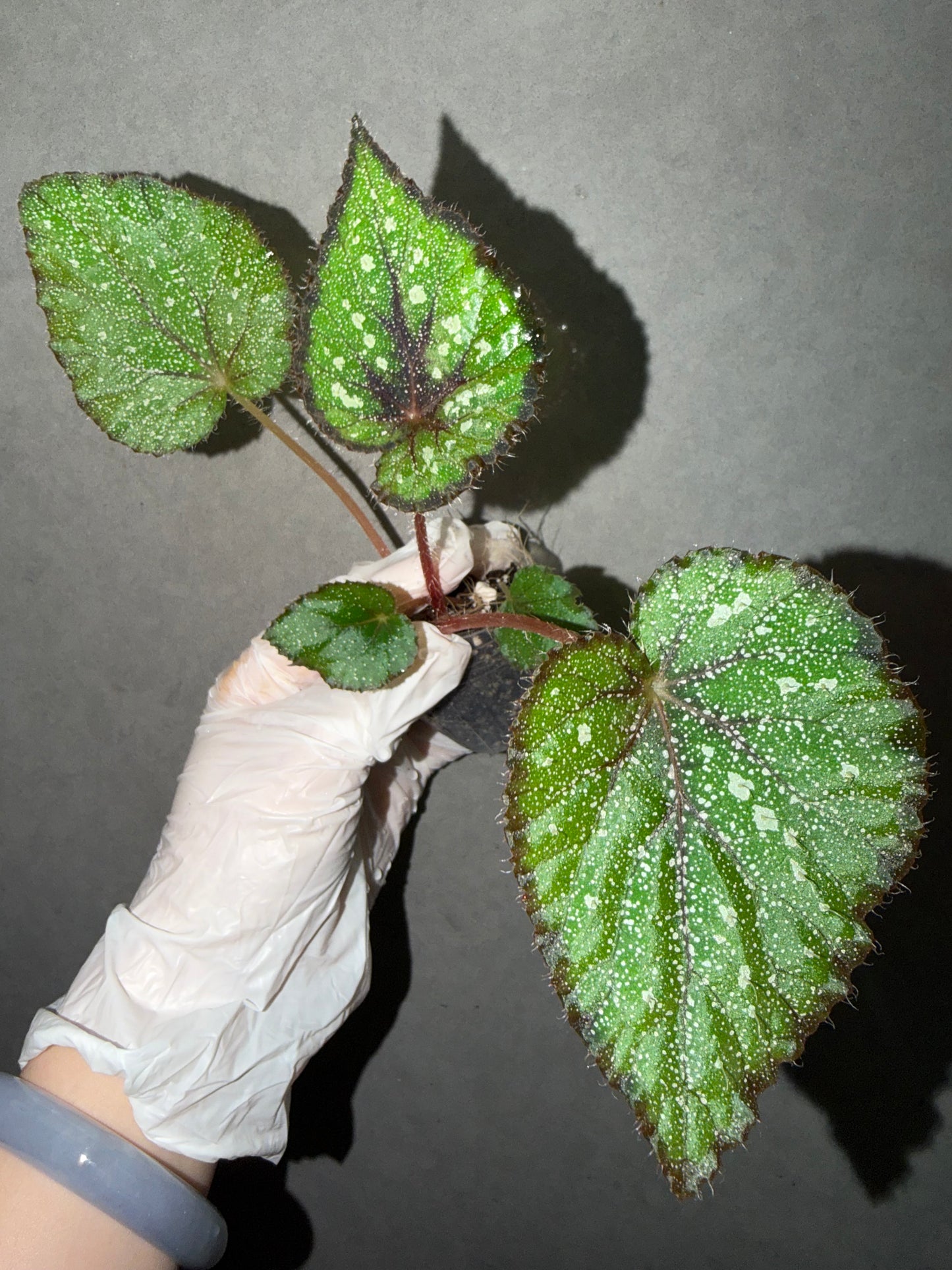 🌿Begonia ’Morning Dew‘