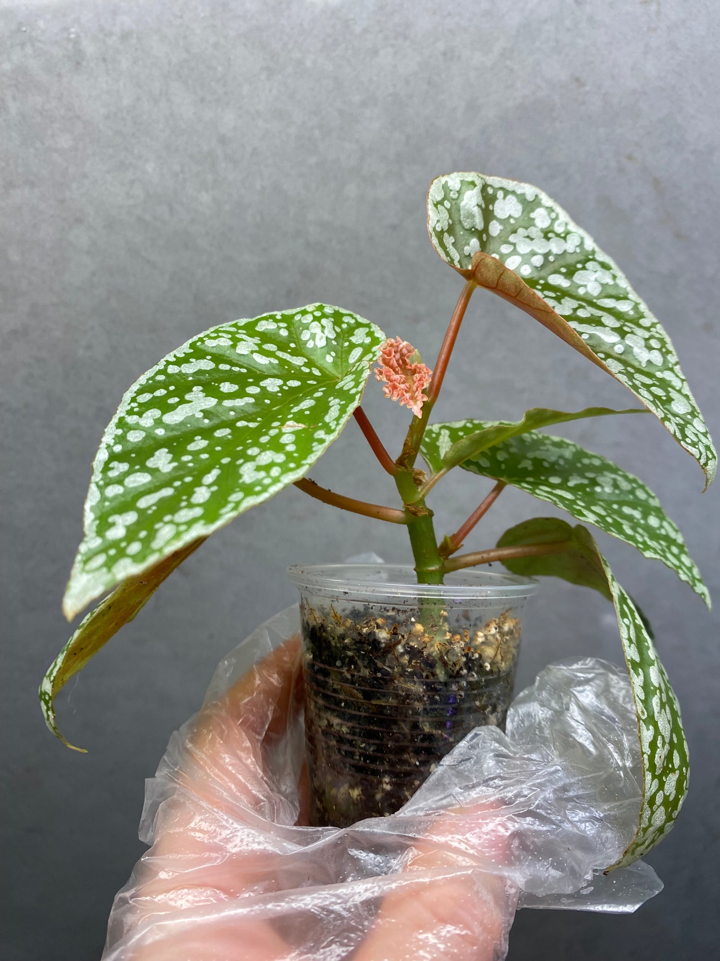 🌿 Begonia 'Snow Cap'