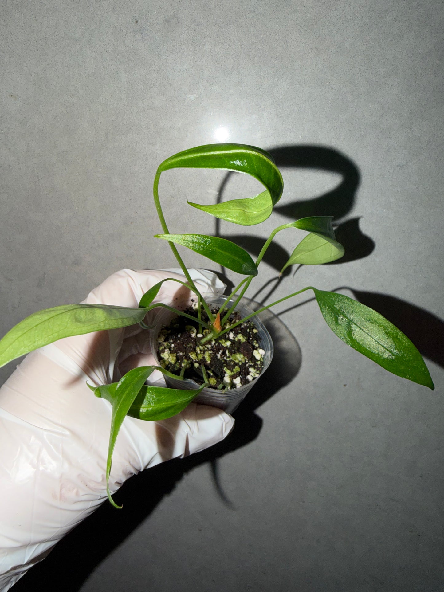 🌿Anthurium “Gracile”seedling
