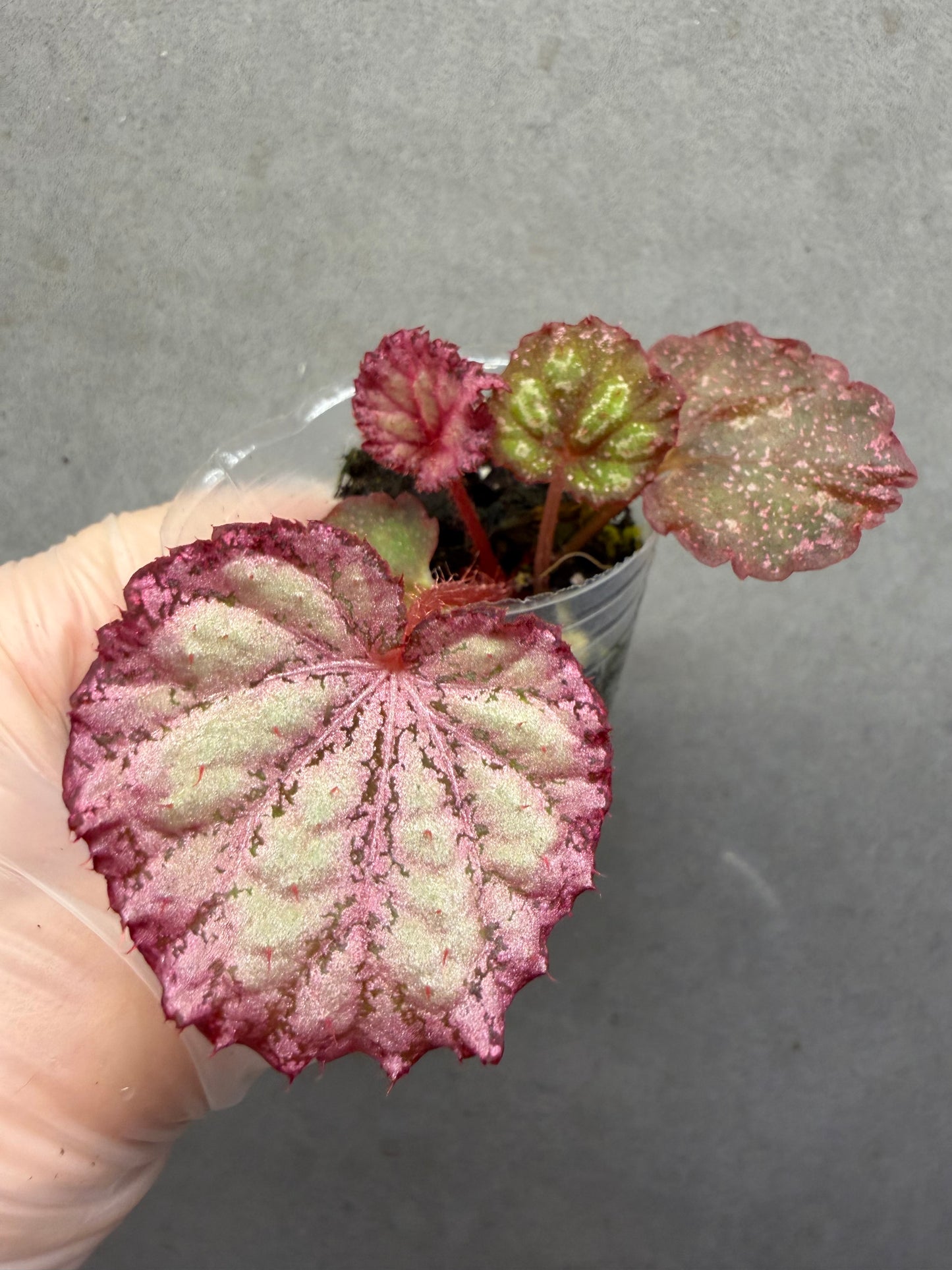 🌿Begonia ‘Pink Panther’