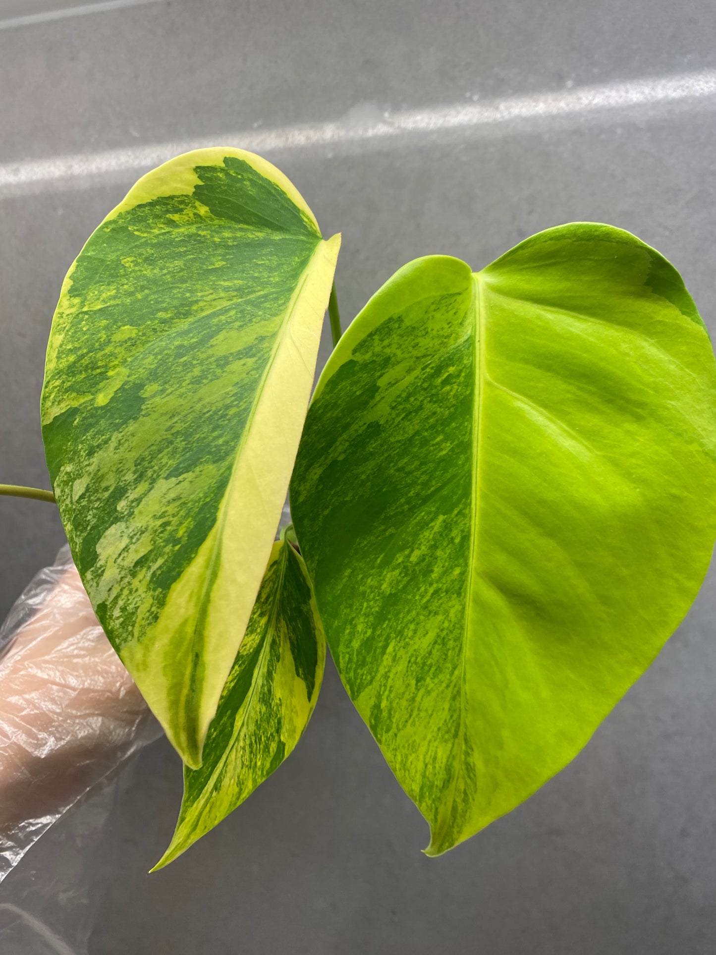 ๐ฟ Monstera Aurea