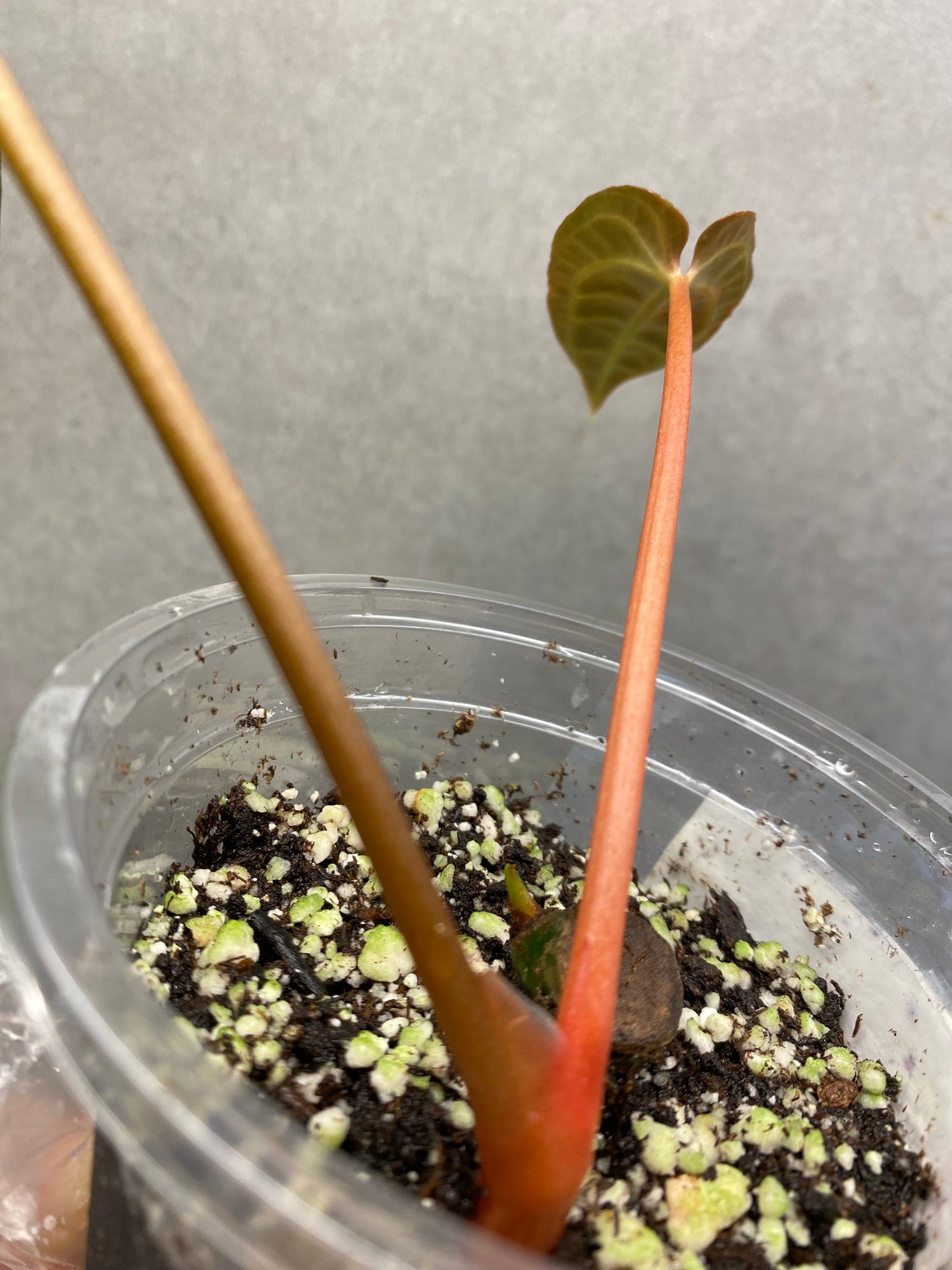 🌿 Anthurium regale
