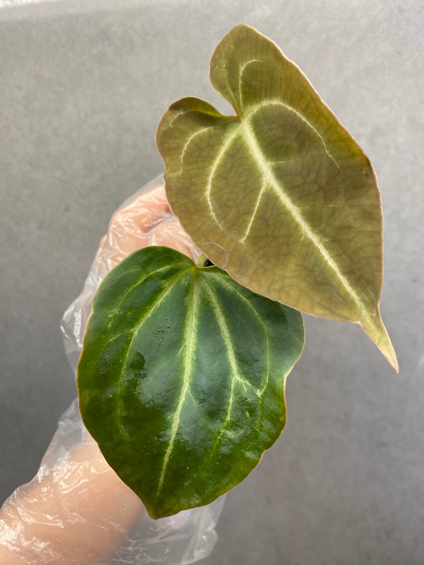 🌿 Anthurium Crystallinum × KOS