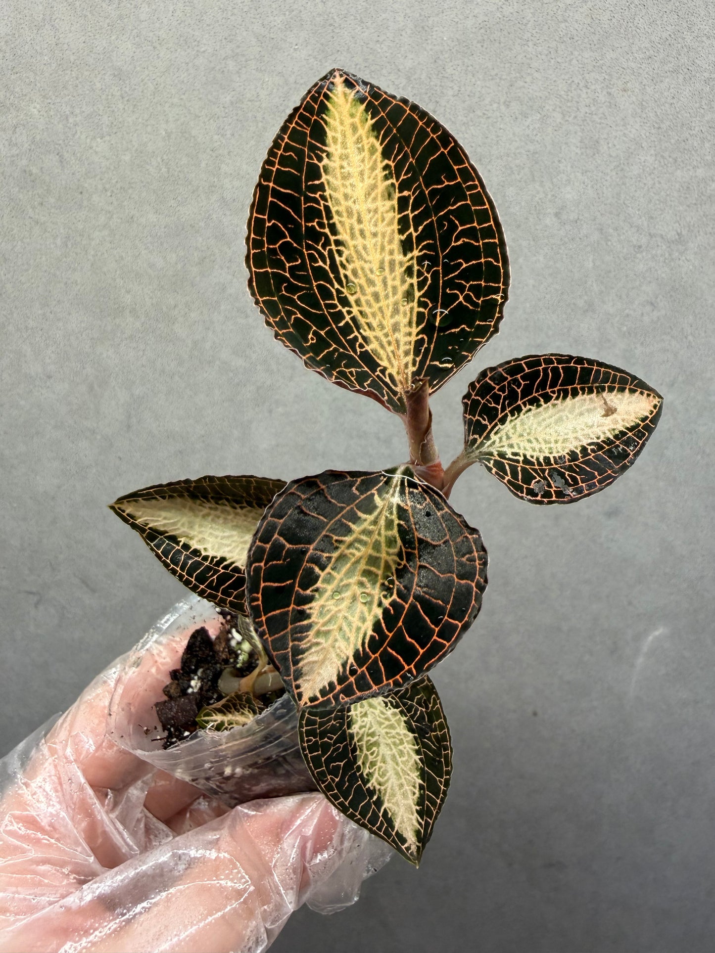 🌿Anoectochiluls roxburghii variegated