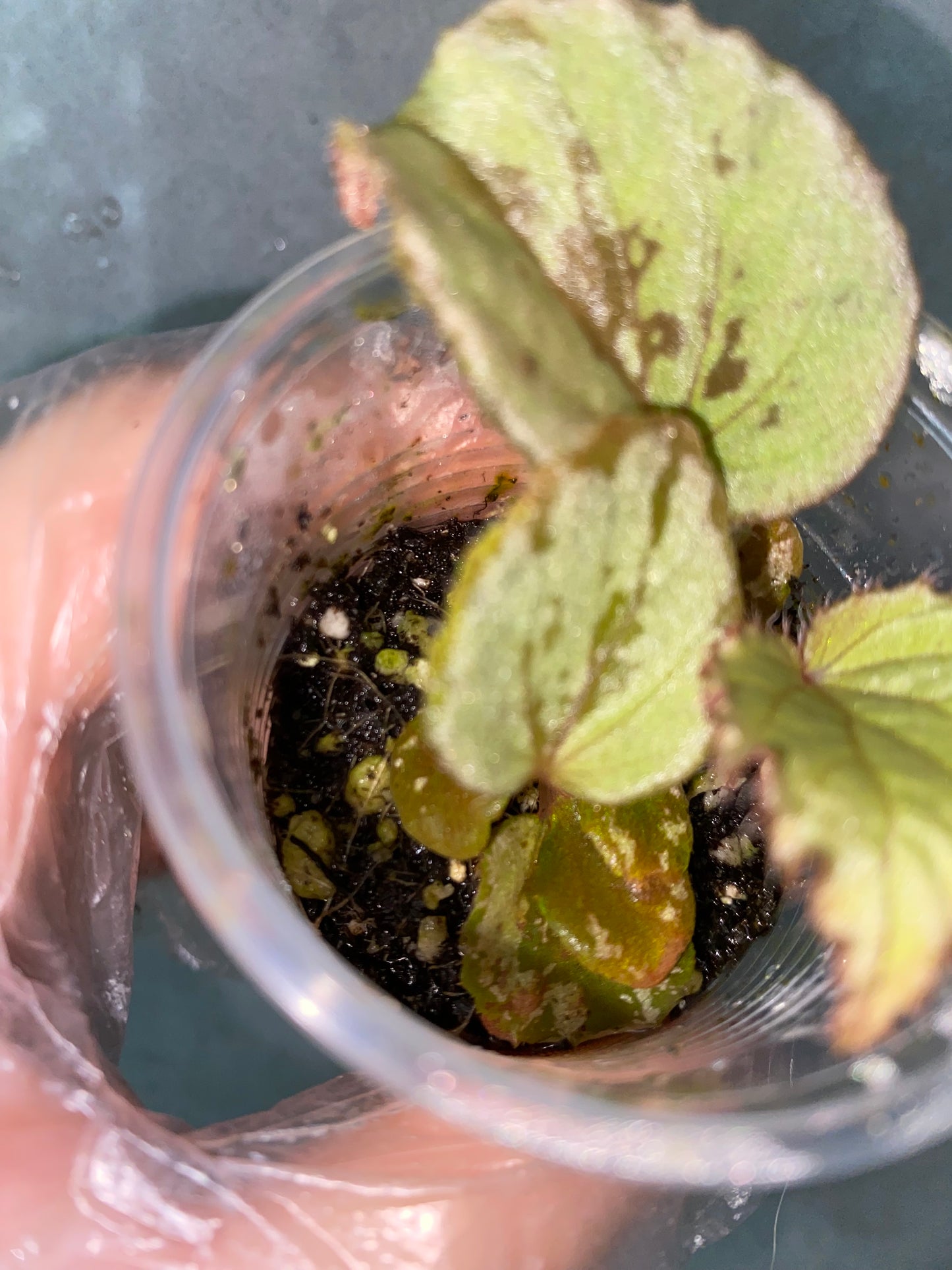🌿 Begonia aketajawensis (Green)
