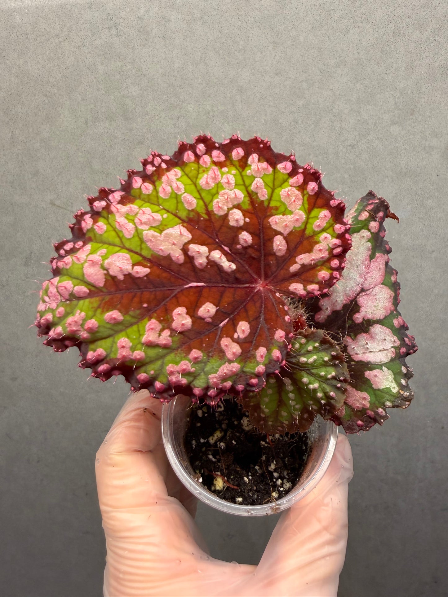 🌿Begonia M&M