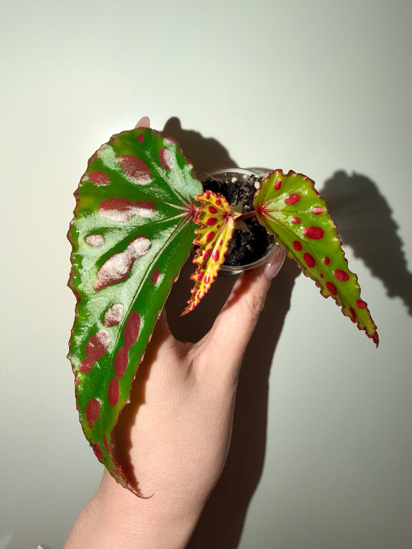 Begonia pink lava