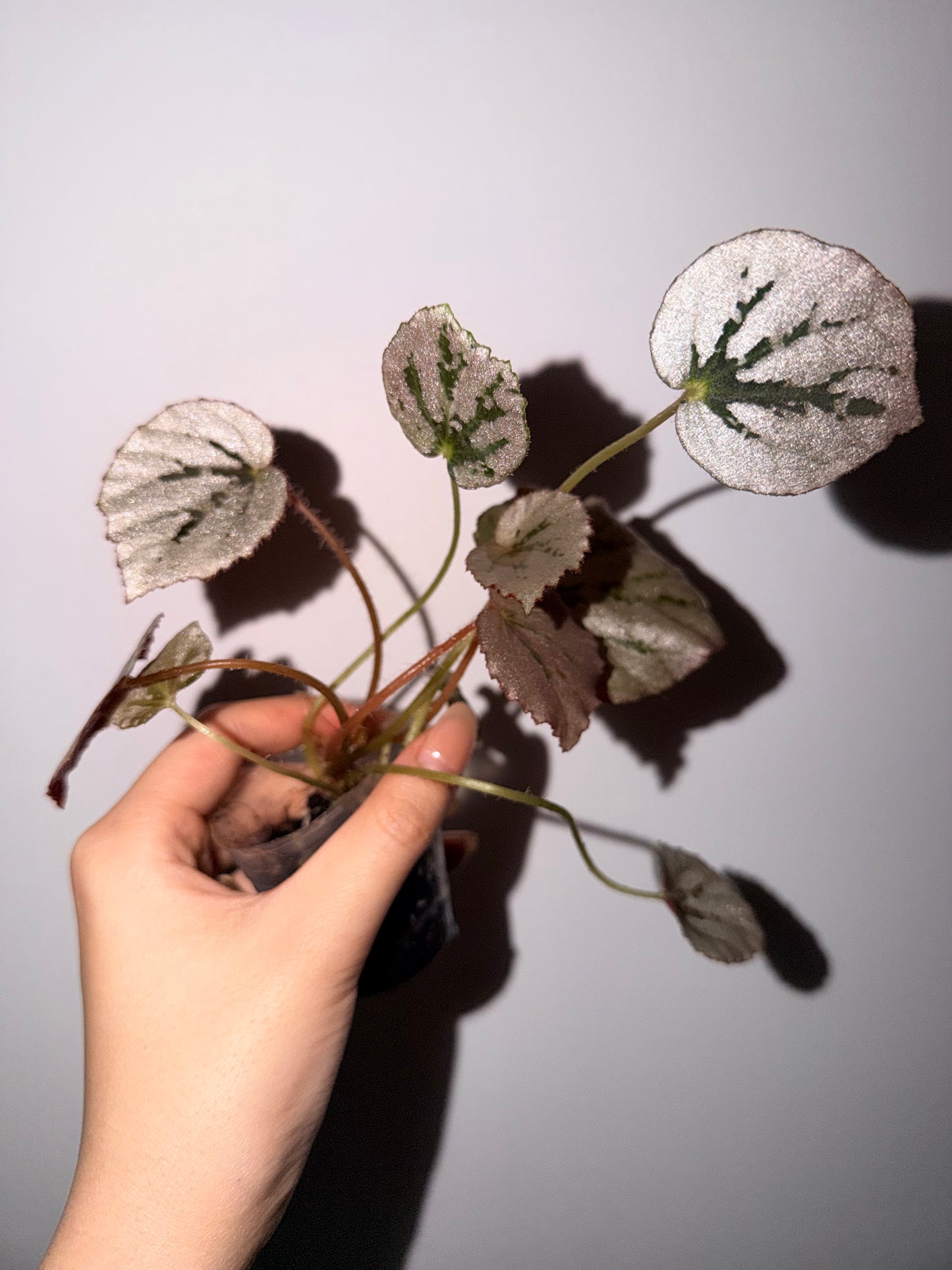 Begonia ‘Martin’s Mystery’