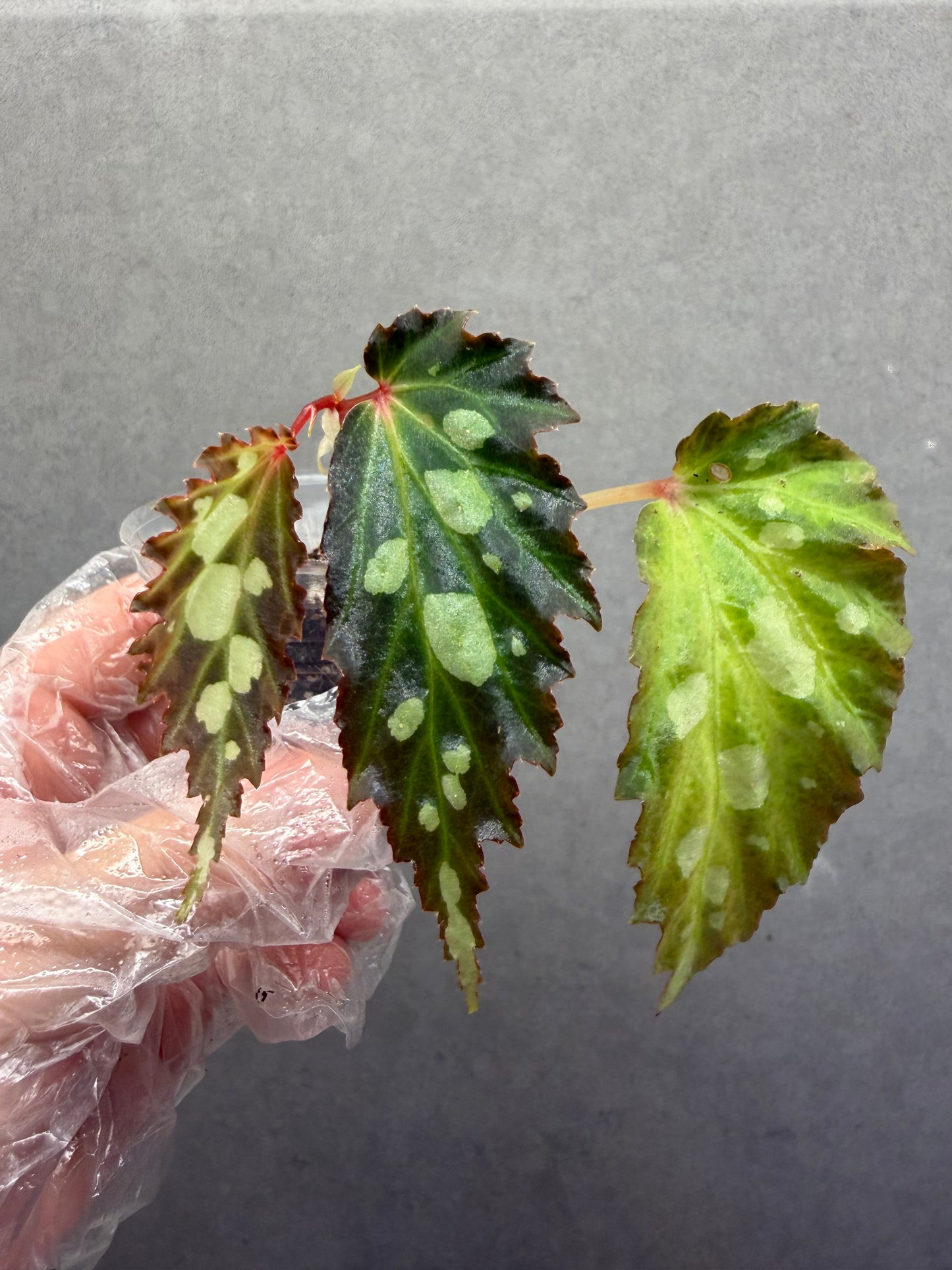 🌿Begonia sp. Mantuk