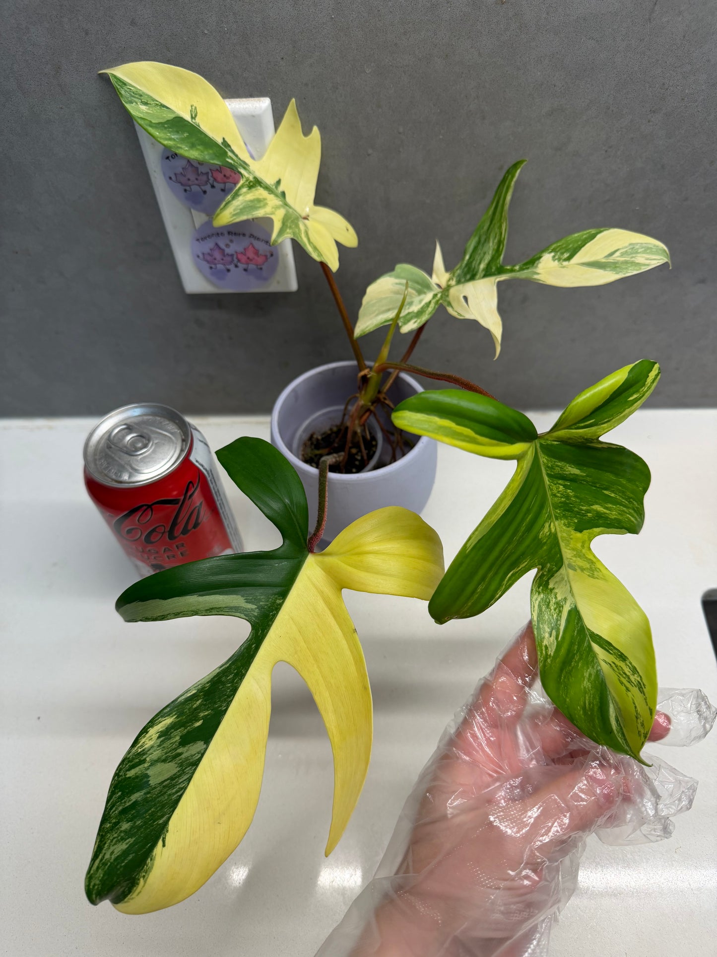 Philodendron 'Florida beauty’