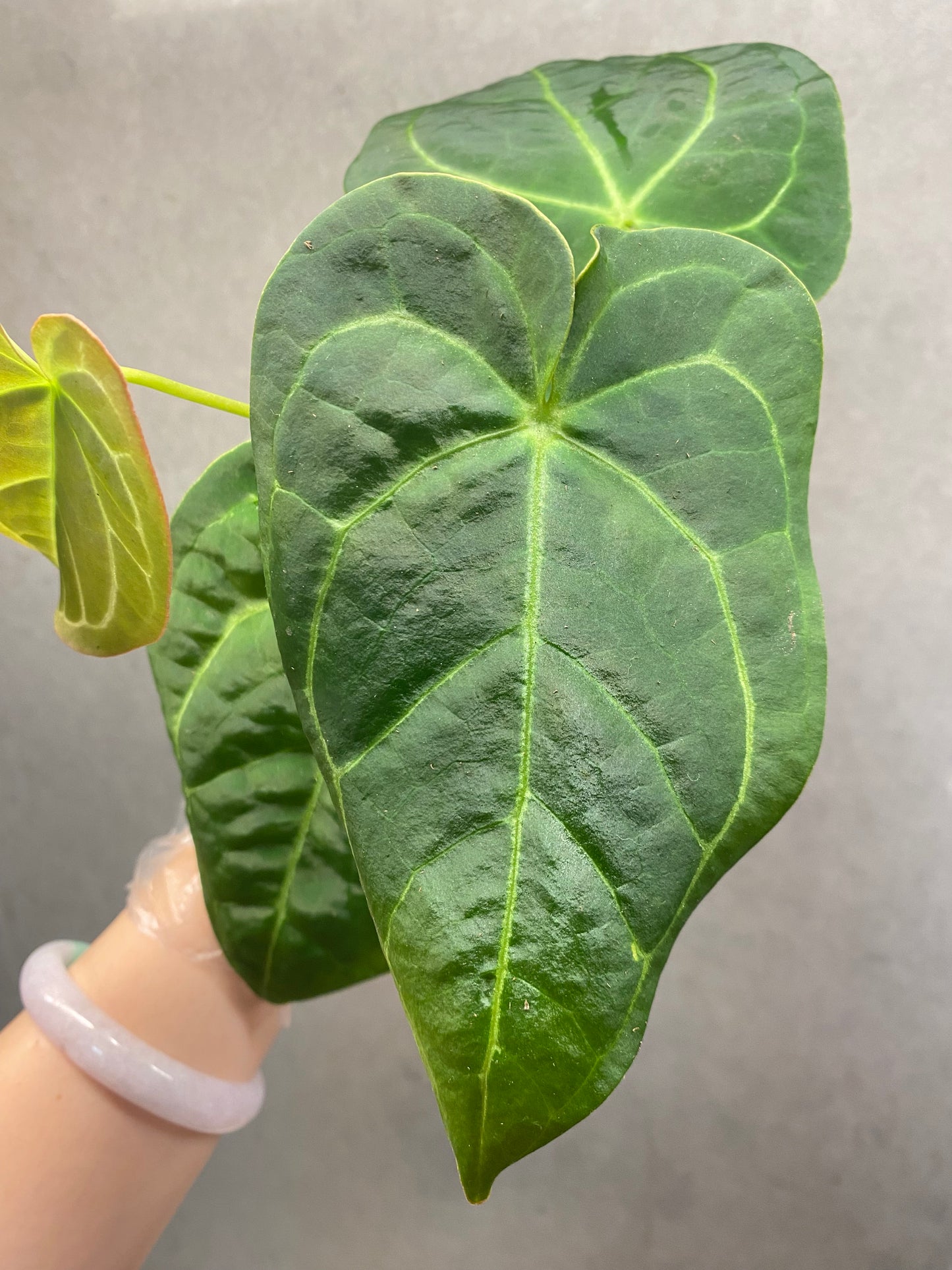 🌿 Anthurium Crystallinum Dark Form × Papi