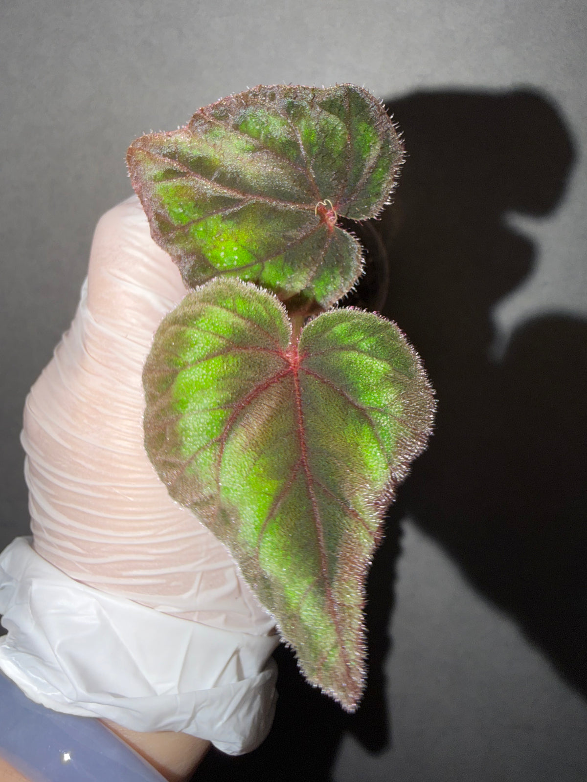 🌿Begonia Cathayanan