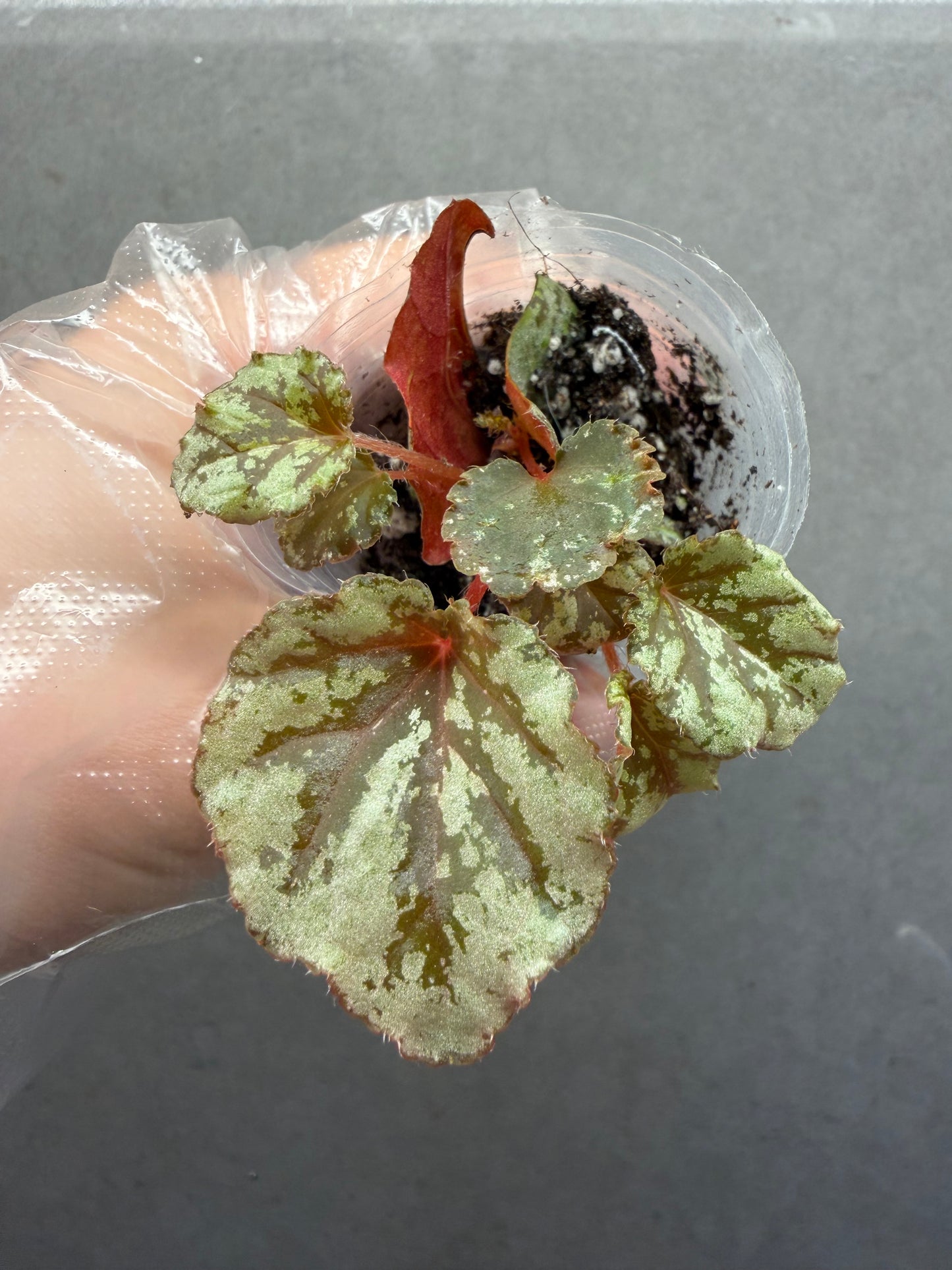 š«Begonia āChocolate Milkā
