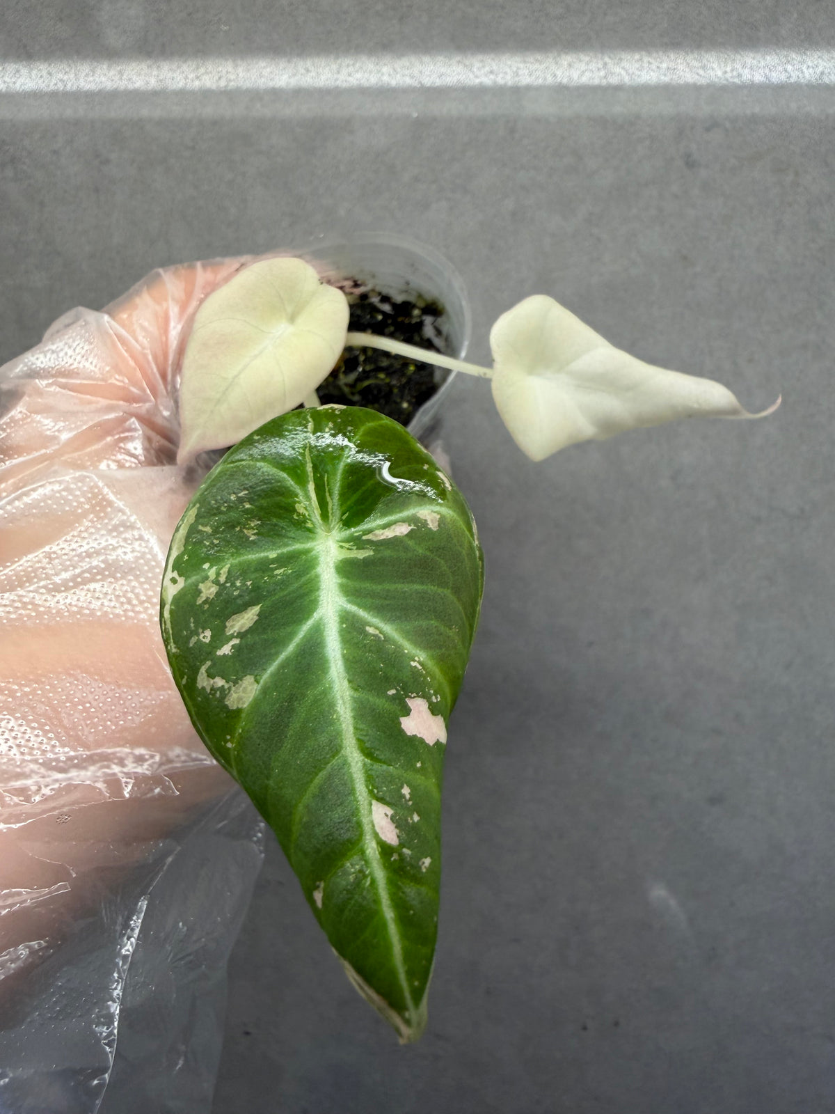 🦢Alocasia Black Velvet PinkVariegated