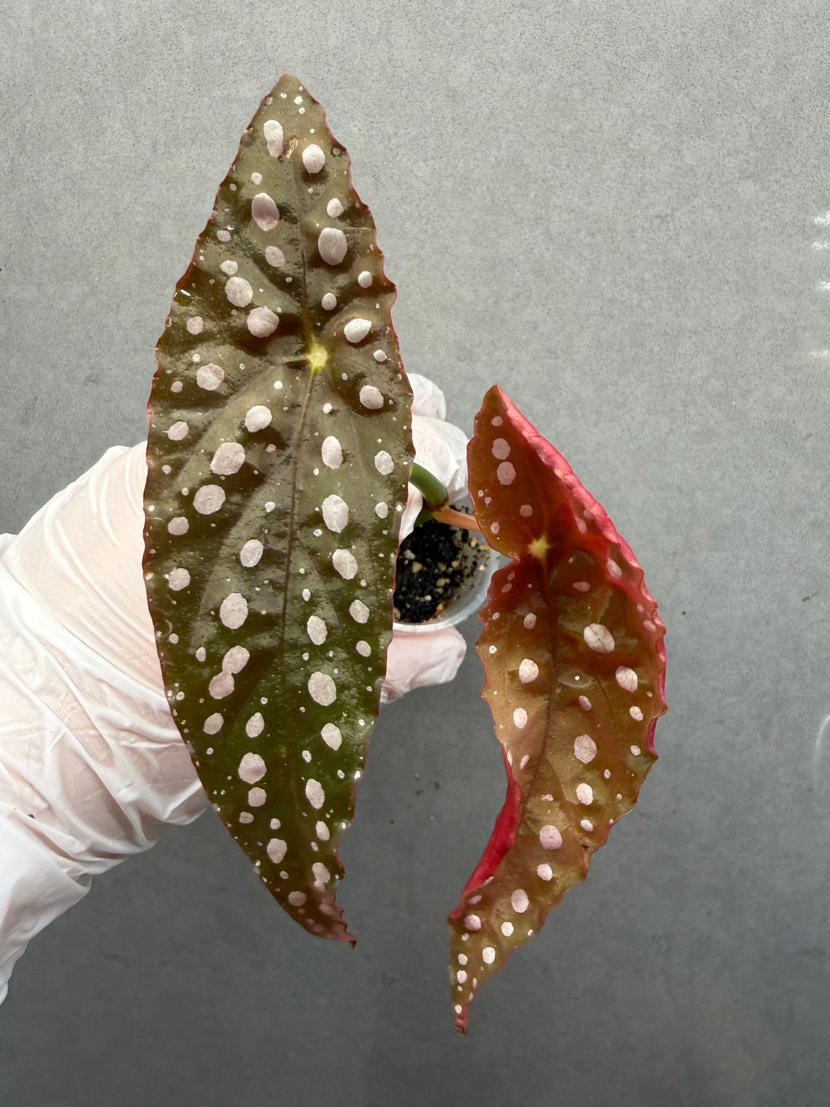 🌿Begonia ‘Sierra Mountain King’
