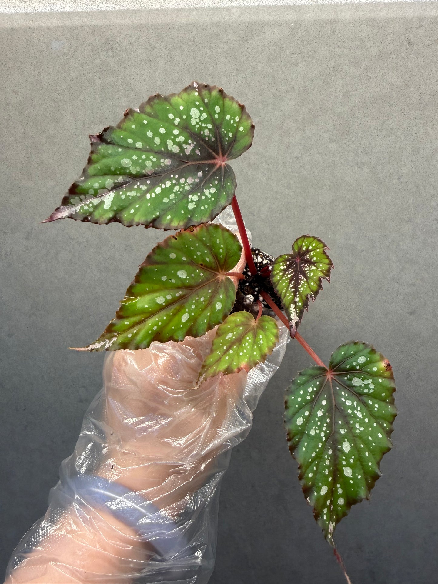 🌿Begonia ’African Jungle‘