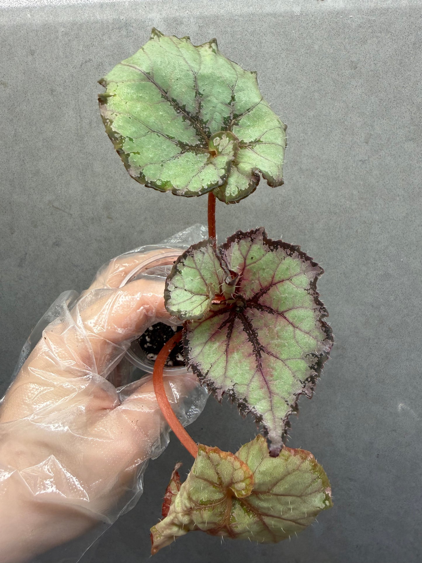 🌿 Begonia ‘DS Amor Amor’
