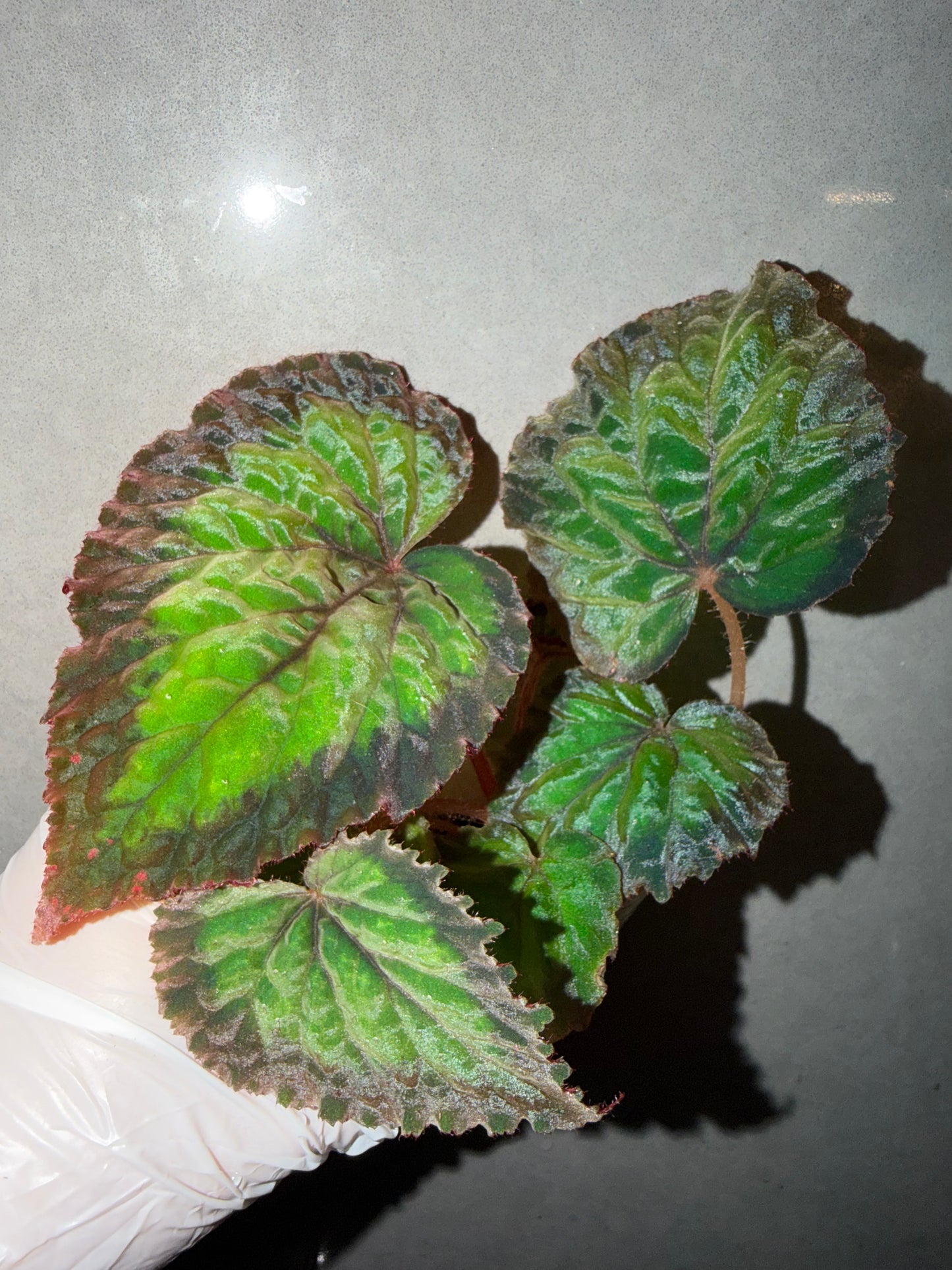 🌿Begonia NoID