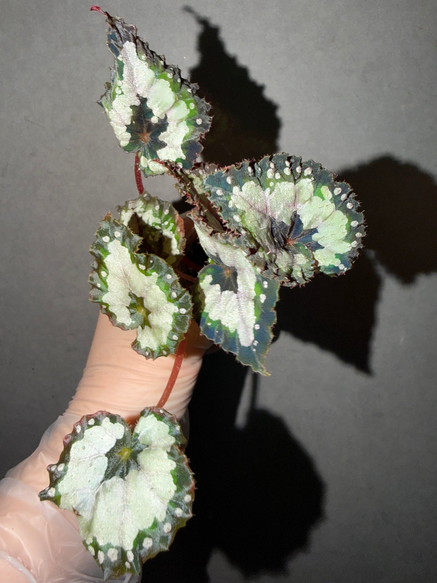 🌿 Begonia 'Dolce Vita'