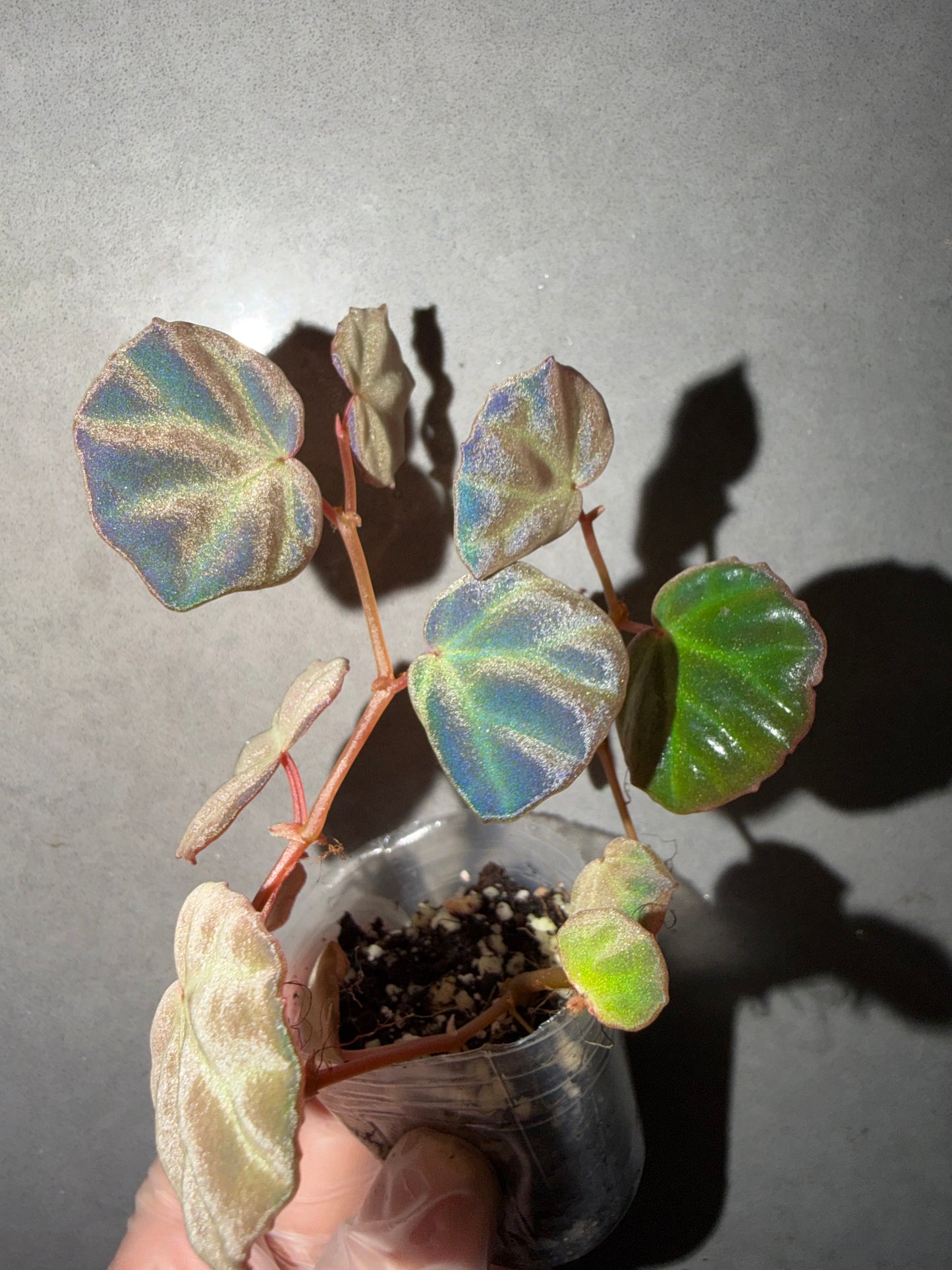 🌿 Begonia sp. Sarawak