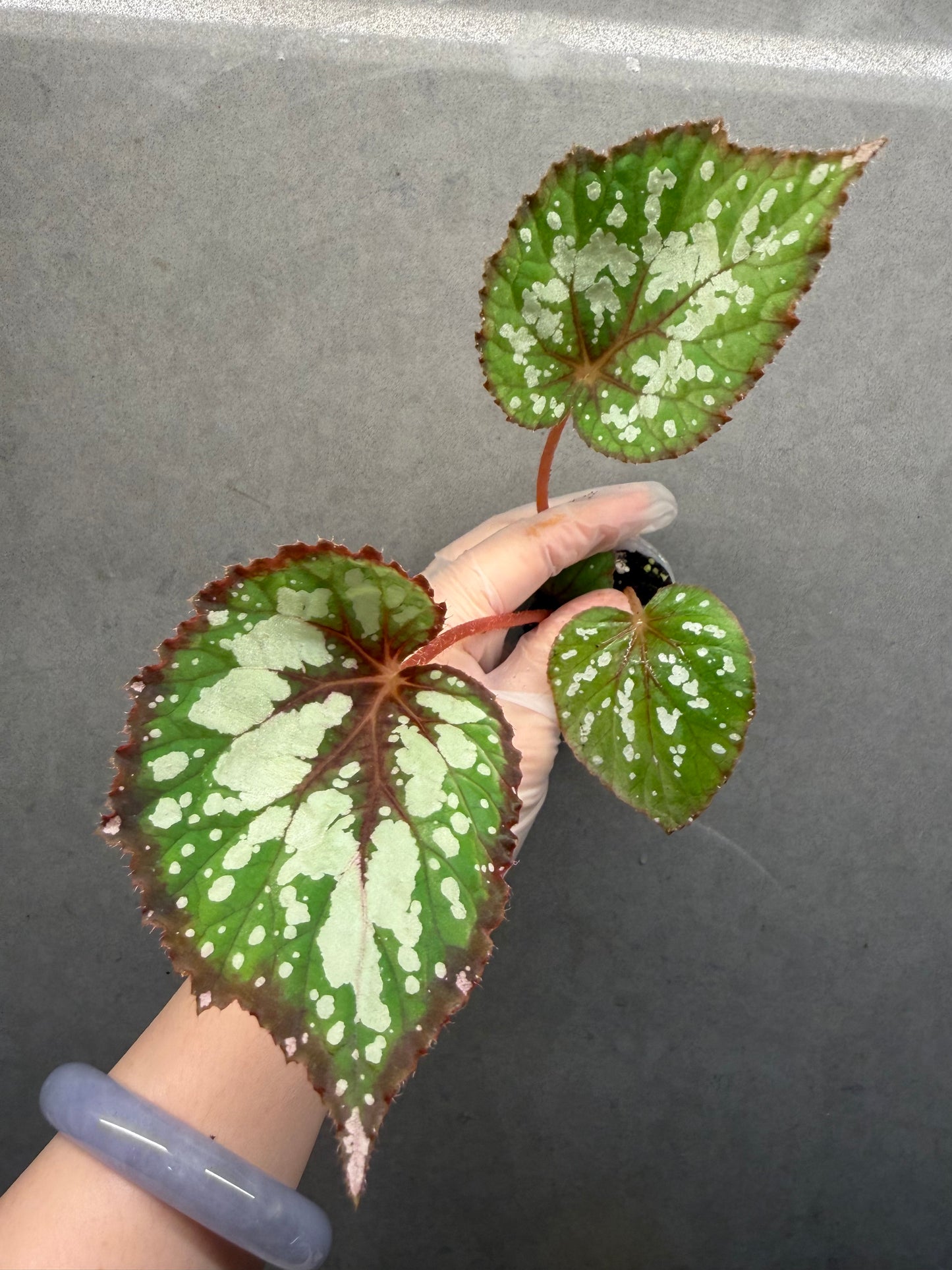 đ” Begonia âMatcha Chocolateâ