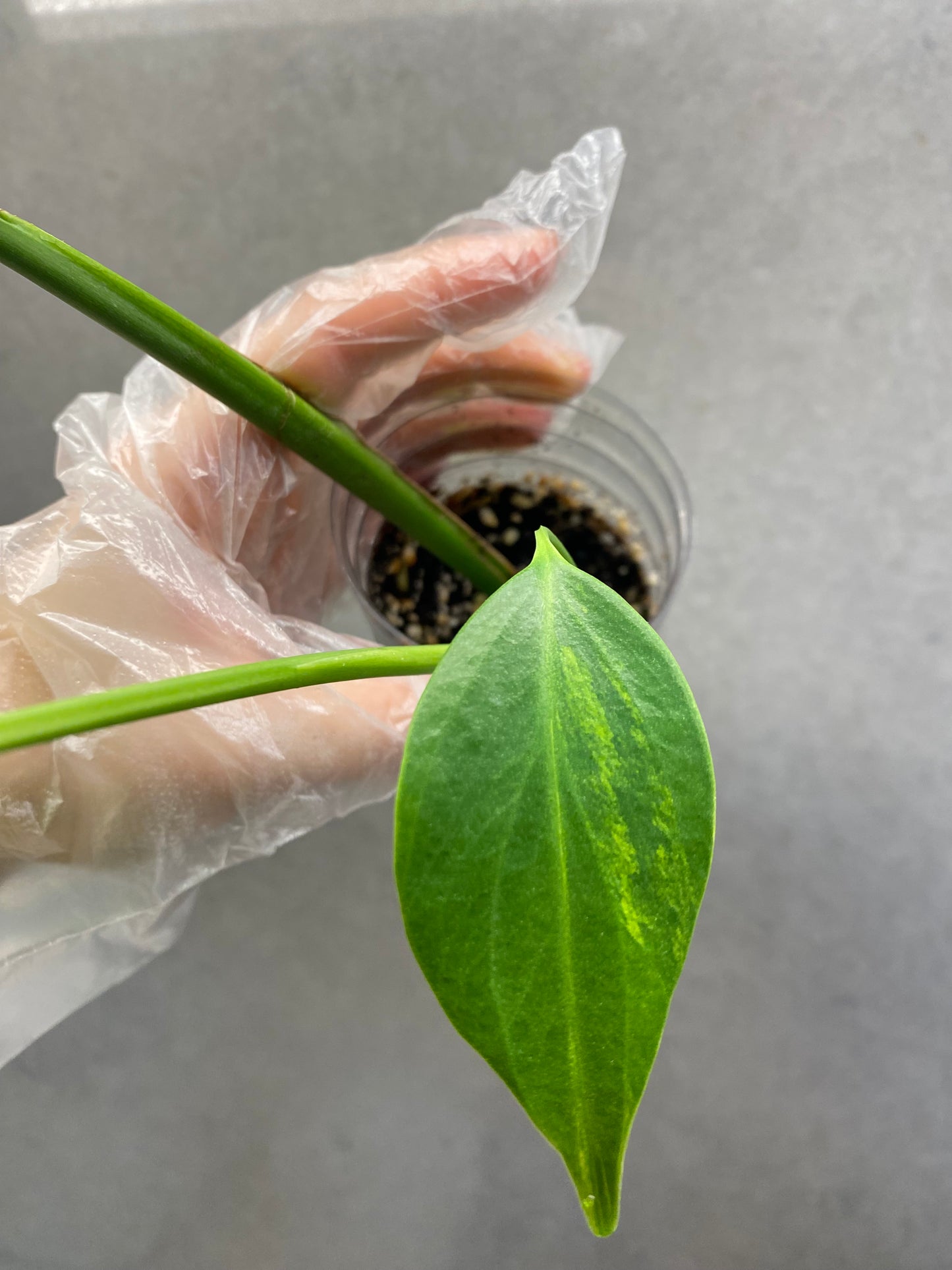 🌿 Monstera Aurea