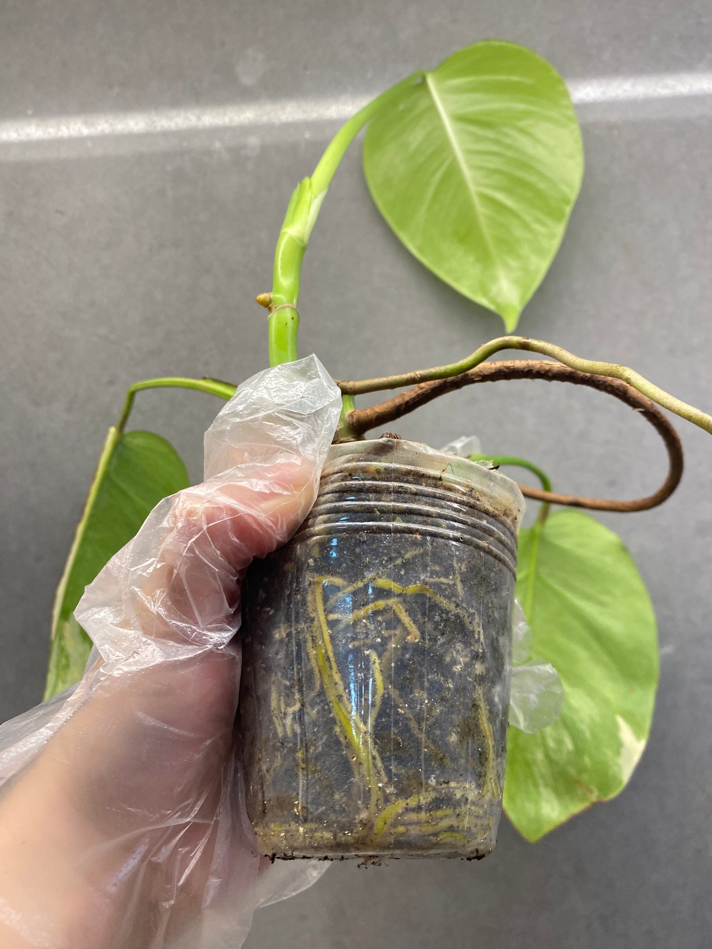🌿 Monstera Aurea