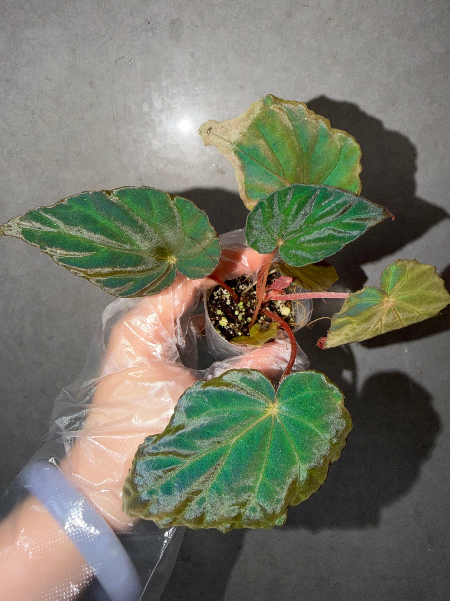 🦚 Begonia Pavonina
