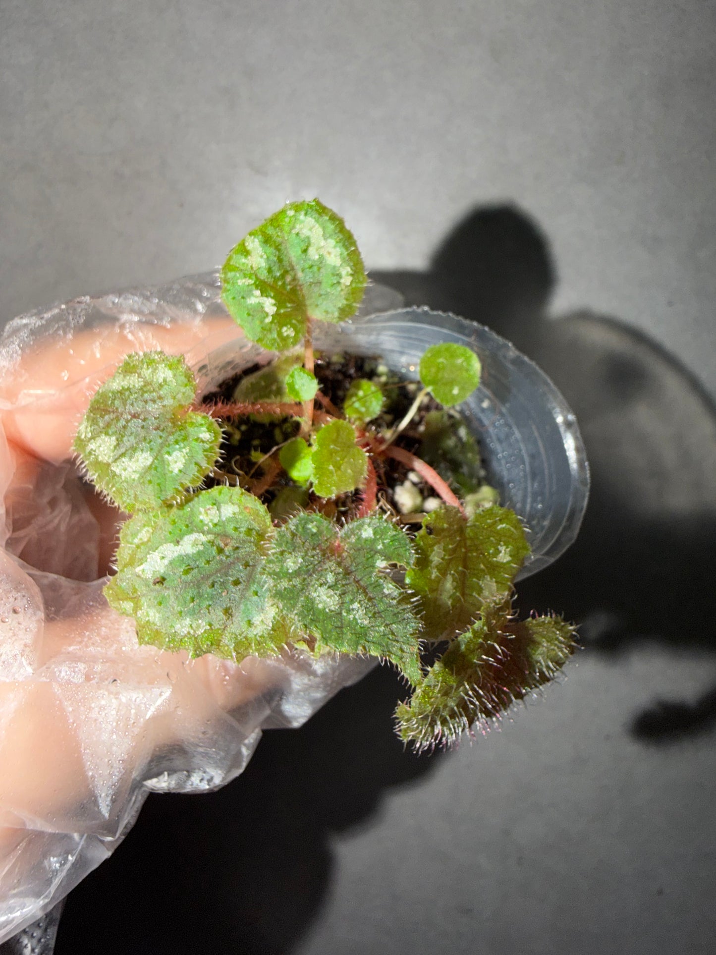 🌿Begonia picturata