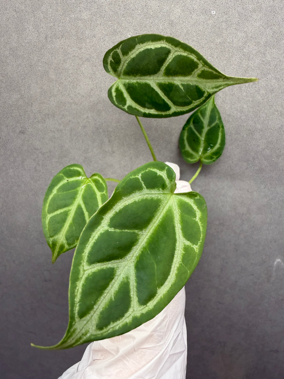🌿Anthurium “Crystal hope”