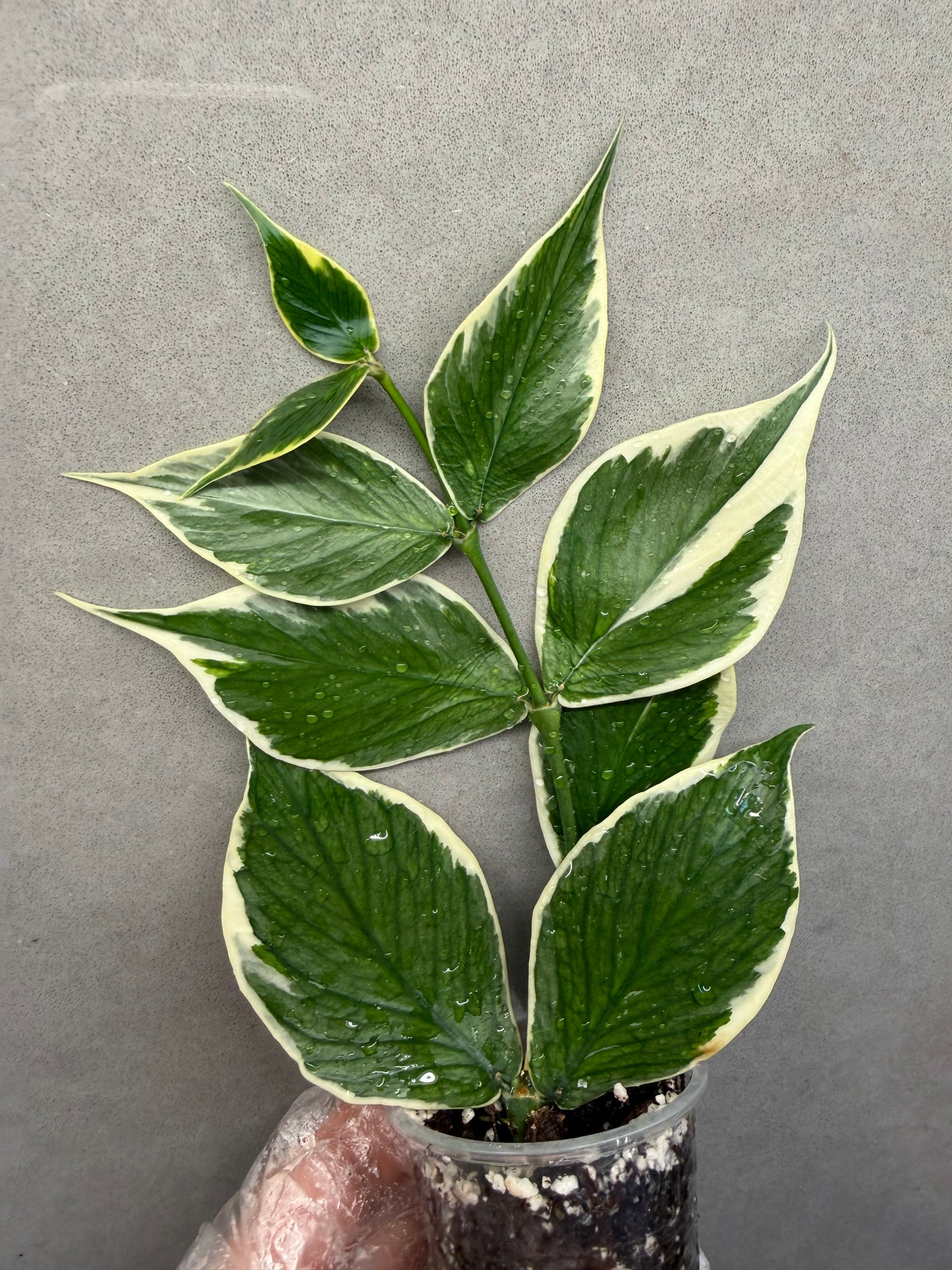 🌿Hoya polyneura albomarginata
