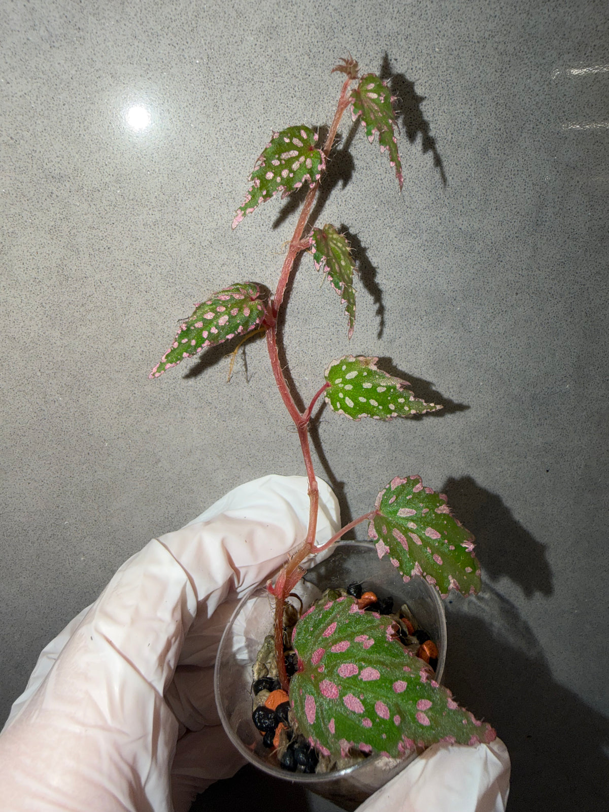 🌿Begonia sp. Aurora