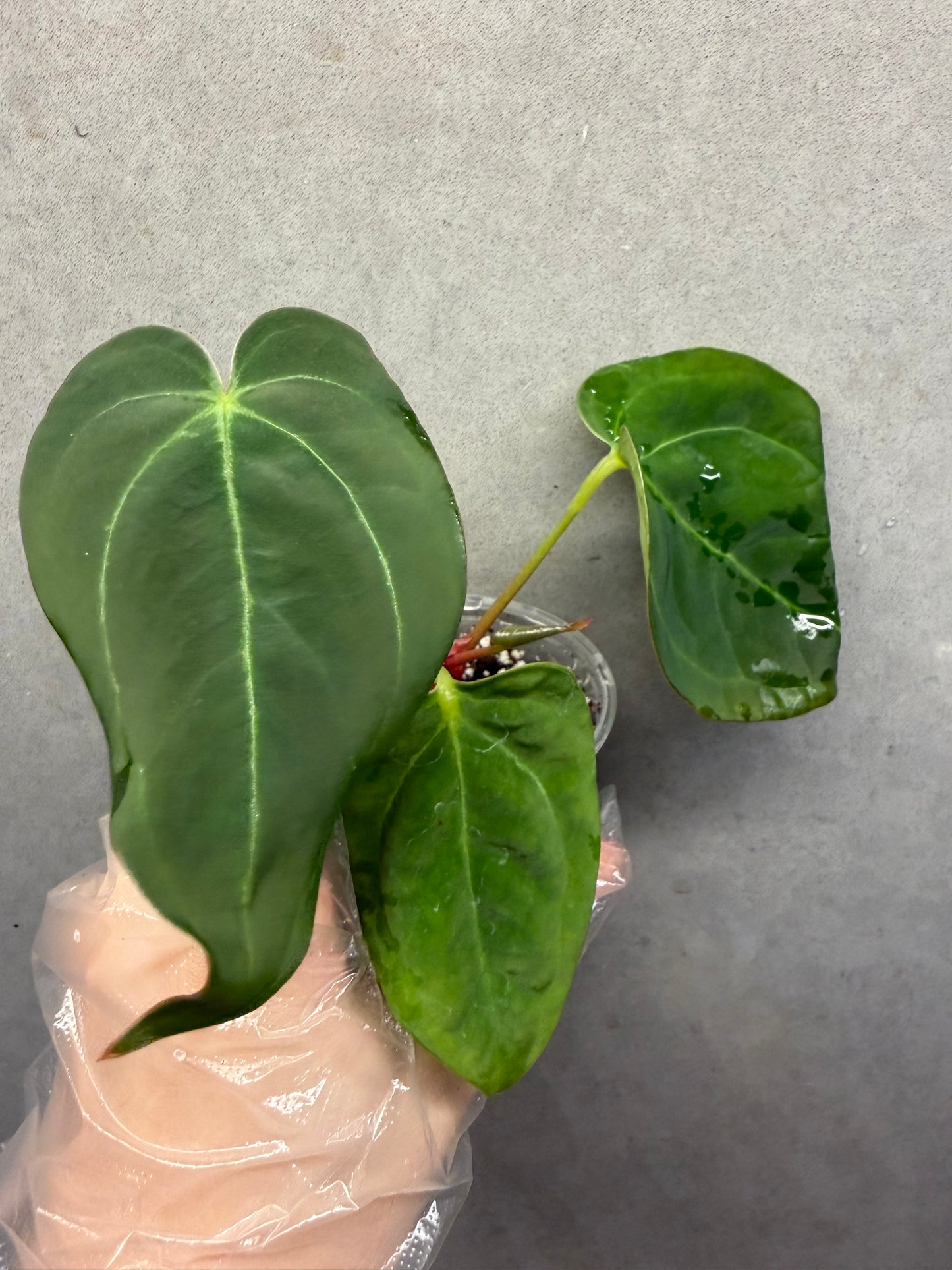 🌿Anthurium Magnificum*Black Crystallinum