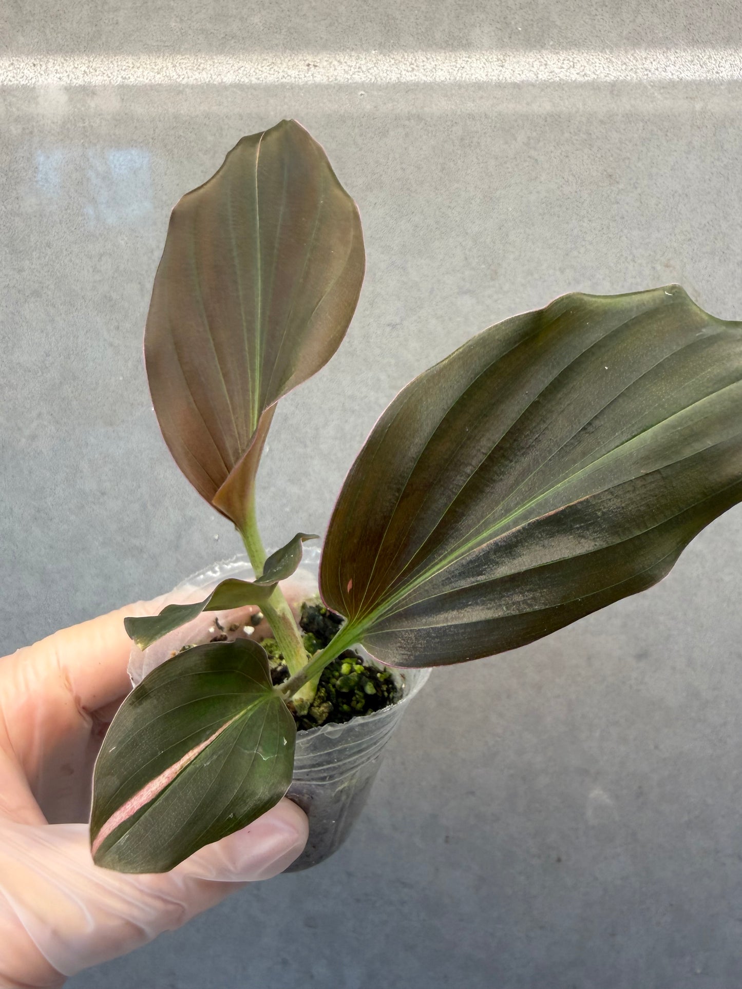 🌸Kaempferia pulchra Pink variegata