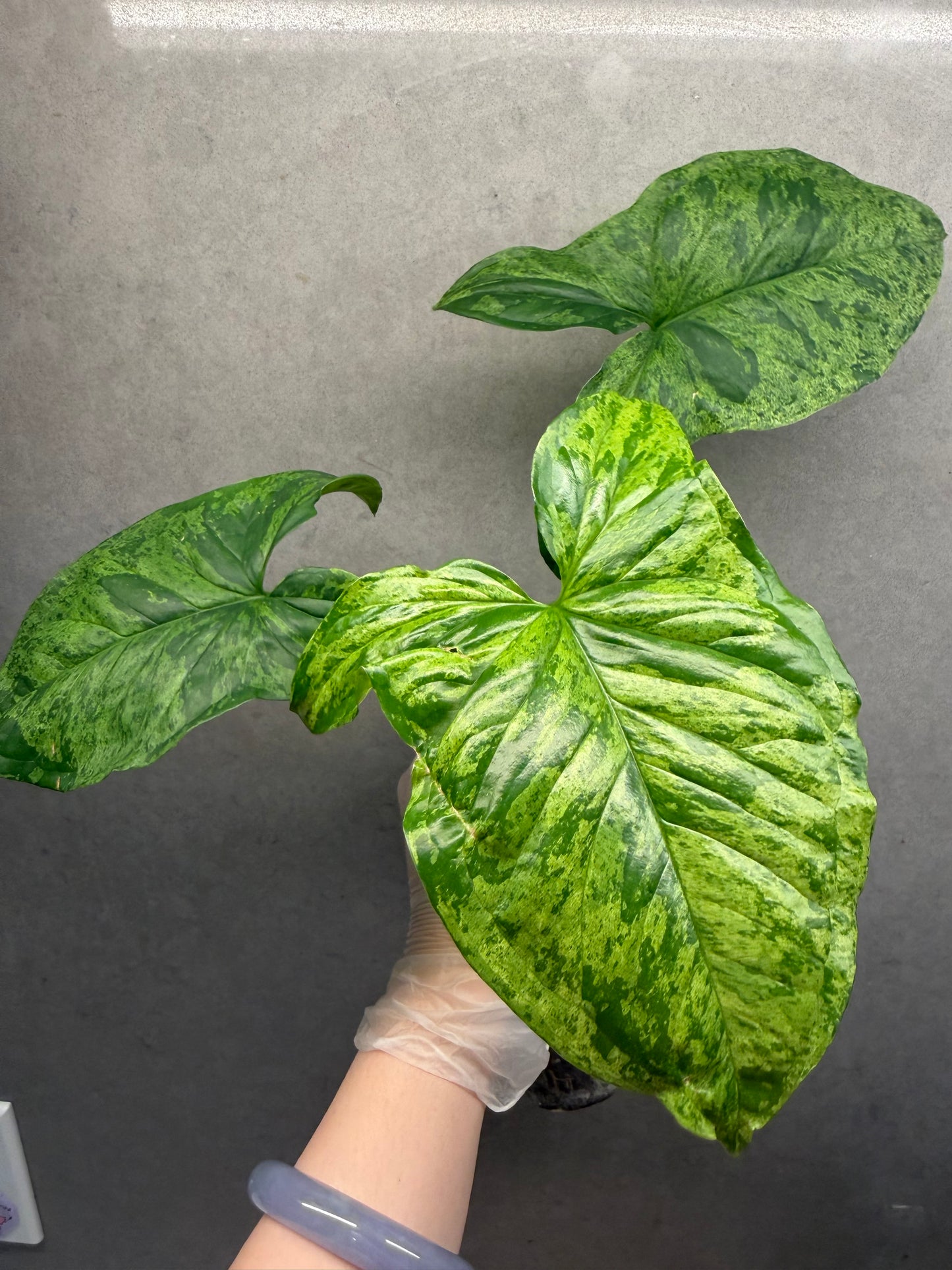 🌿Syngonium Mojito
