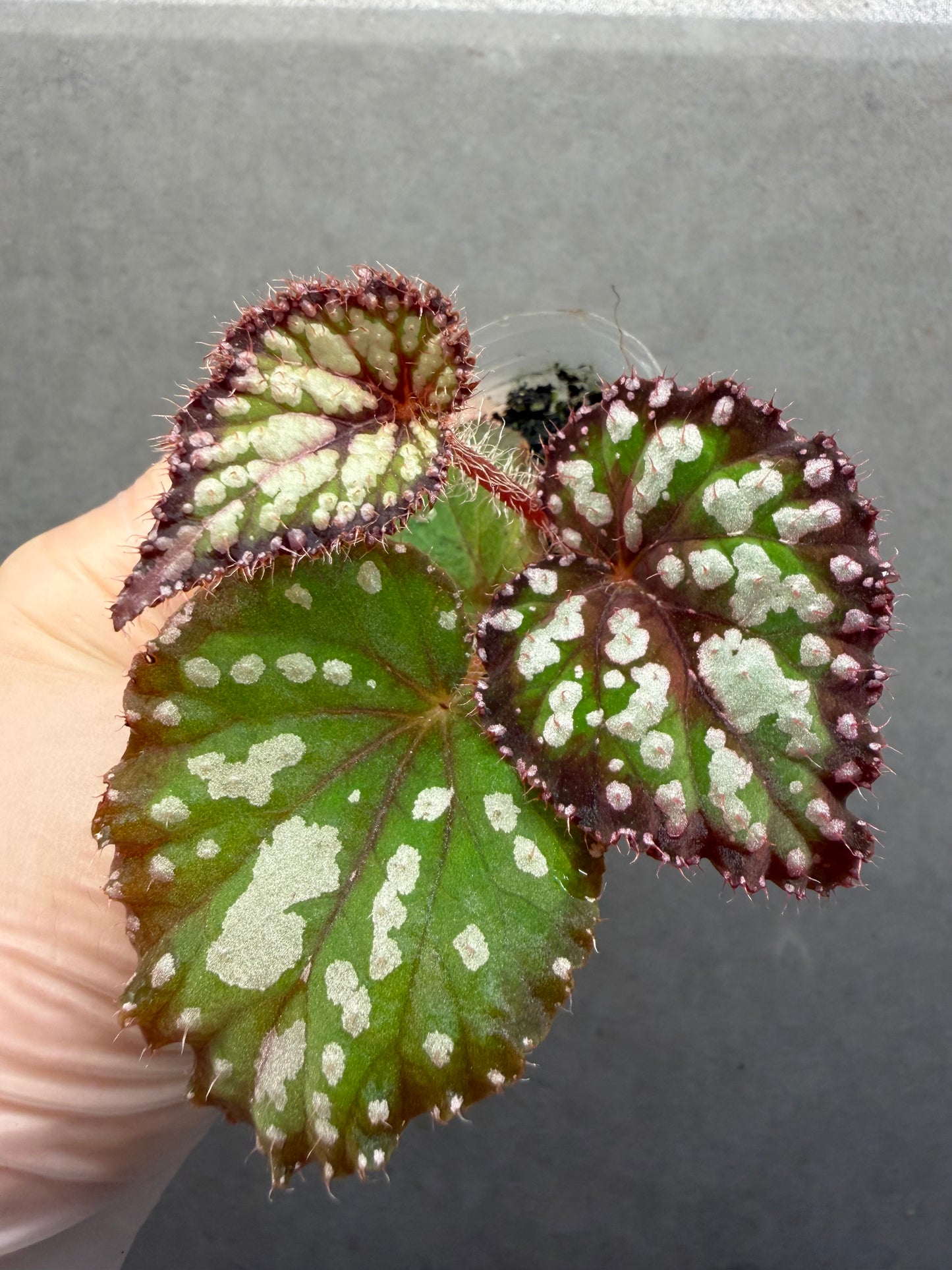 🌿Begonia M&M